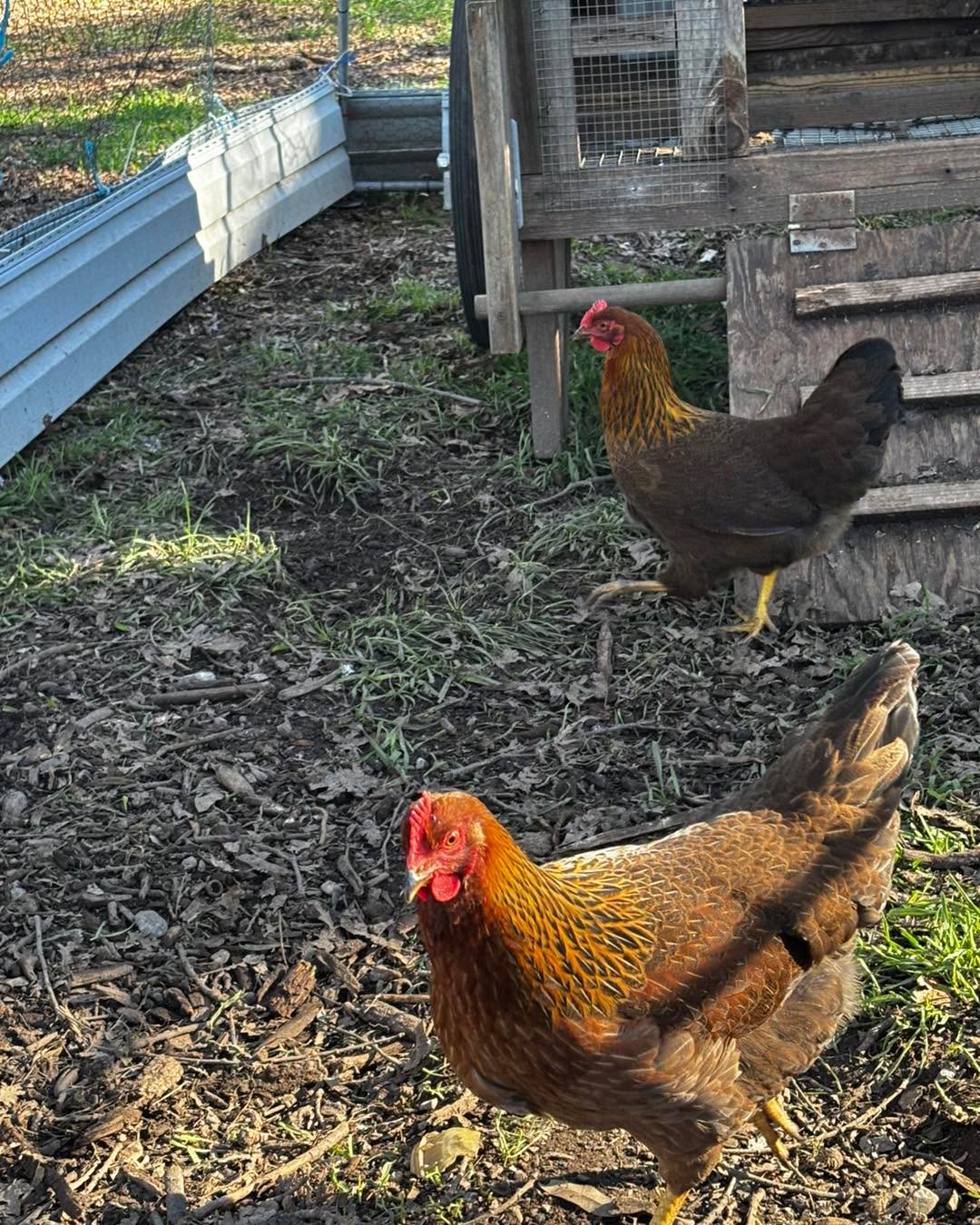 Palo Cedro ca Welsummer breeding trio 1year old rooster and 2 young hens message for info