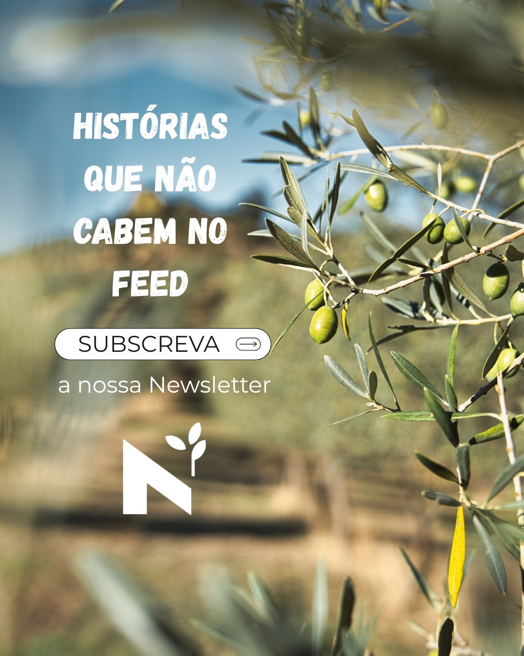 Há histórias que não cabem no feed.
E há lugares que não aparecem nos roteiros habituais.
Quando vieres ao Norte, vamos mostrar:
- Onde parar.
- Onde provar.
- Onde simplesmente ficar mais um pouco.
A nossa newsletter é para quem planeia escapadinhas com tempo, curiosidade e vontade de descobrir.
📩 Subscreve no link do perfil e começa a preparar a tua próxima visita.
#azeiteanorte #trasosmontes #altodouro #olivoturismo #azeiteportuguês #produtoreslocais #território #turismoportugal #visitportugal #descubraportugal #destinoportugal #nortedeportugal #visitdouro #visitportoandnorth #escapadinha #fimdesemana #roteirosportugal #viagensportugal
#turismorural #turismogastronómico #saboresdeportugal #gastronomy #gastronomiaportuguesa #experiênciasautênticas #primaveraportugal #travelportugal #hiddenportugal #portugalautêntico
