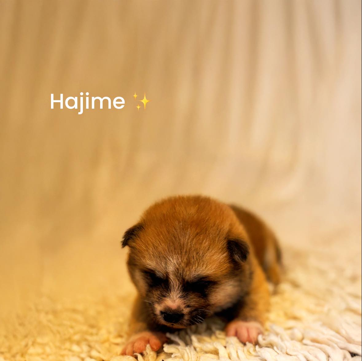 🌸 Portée Shōgatsu – Le renouveau japonais en héritage
Nés le jour du Shōgatsu 正月, le Nouvel An japonais, ces chiots sont arrivés au monde sous un symbole fort :
celui du renouveau, de la lumière et de la chance.
Au Japon, cette période marque un nouveau cycle, un temps de purification, d’espoir et d’harmonie.
Naître à ce moment-là, c’est être placé sous de très beaux auspices.
Chaque chiot de cette portée porte un prénom inspiré d’une valeur essentielle.
Hajime (始) – Le commencement
Le début d’une histoire, d’un lien, d’un nouveau chemin.
Hikari (光) – La lumière
Symbole de clarté et d’énergie positive.
Akari (灯) – La lumière douce
Évoque la chaleur et la protection du foyer.
Mirai (未来) – L’avenir
Un regard tourné vers demain, porteur de promesses.
Yui (結) – Le lien
Représente l’attachement et l’harmonie.
Sachi (幸) – Le bonheur, la chance
Un véritable porte-bonheur.
Ces prénoms reflètent ma vision de l’élevage :
former des chiens équilibrés, bien dans leurs pattes, profondément liés à leur famille.
👉 Deux petites femelles sont encore à la recherche de leur future famille.
Elles pourront rejoindre leur foyer à partir de la fin du mois, après un départ préparé avec soin et un suivi personnalisé.
Les prénoms sont donnés à titre provisoire, en attendant le choix définitif des familles.
Choisir un chiot ici, ce n’est pas simplement adopter.
C’est s’inscrire dans une relation de confiance sur le long terme.
📩 Je reste disponible pour échanger et vous accompagner dans votre projet.
Élevage familial • Passion • Respect • Transmission
#AkitaInu #ChiotAkita #ChiotsAkita #elevageakita #elevagecanin
#akitafrance #akitaeurope #akitalovers #akitalife
#chiotlof #chiotderace #éleveurpassionné #espritdukitsune #élevagefamilial
#chiotdisponible #adoptionresponsable
#chiensdefrance #passionchiens
#auvergnerhonealpes #drome #eleveurfrancais
