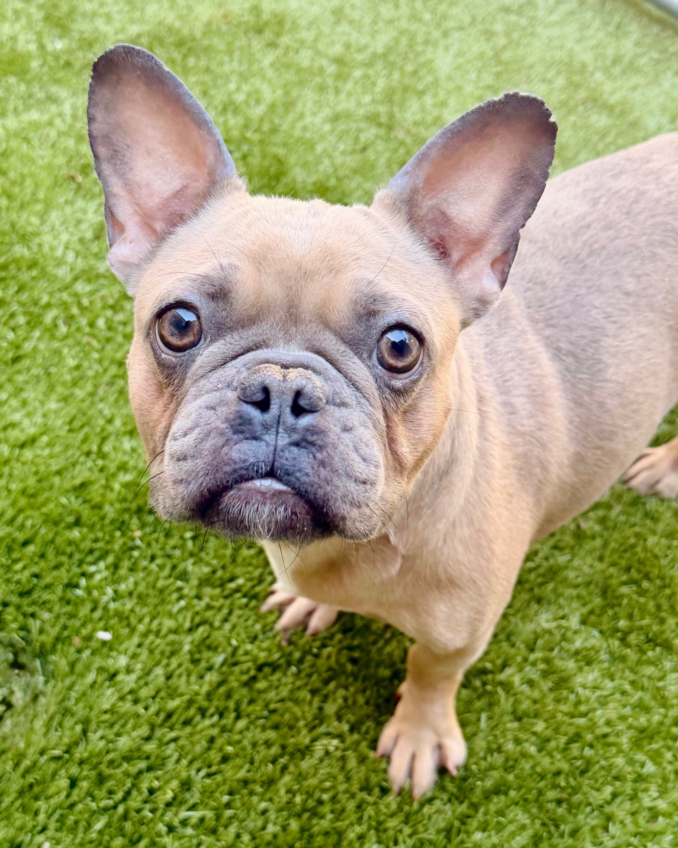 They’re short. They’re snorty. They’re ready to run your life.
Join the chunk squad and other HSNT adoptables TOMORROW at 📍 @petsmart South Arlington from 10 AM – 3 PM for an offsite adoption event!
Expect:
👂 Bat ears that hear treat bags from 3 miles away
🥔 Potato bodies with zero personal space awareness
💨 Snorts that mean “I love you”
❤️ Professional cuddle experts ready for full-time positions
Come meet your new best friend… or your new tiny boss. 🐾
To view all offsite adoptable pets visit the link in our bio.
#adoptdontshop #hsnt #petsmart #frenchbulldog #shelterpets #southarlington @petsmartcharities