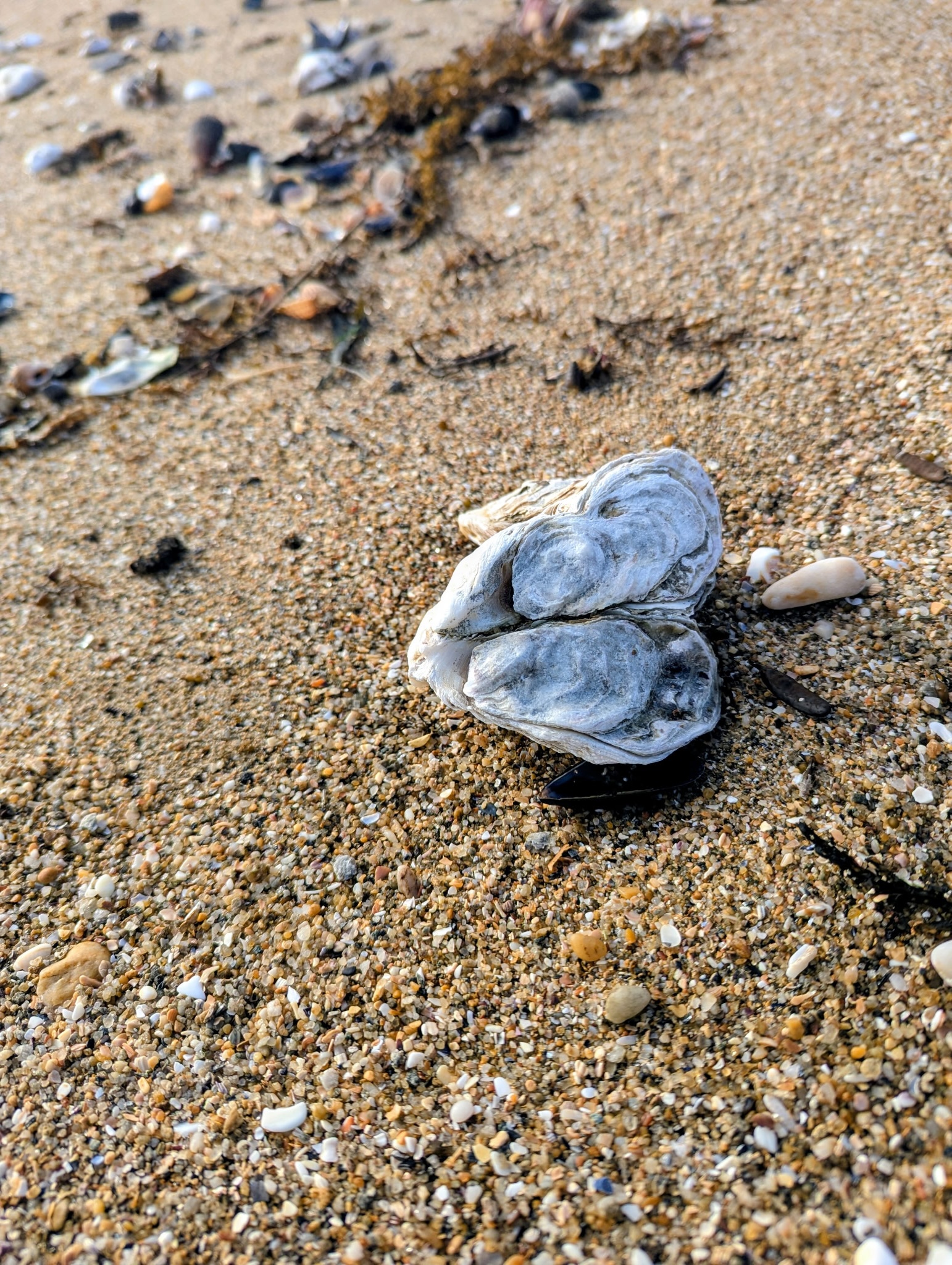Les chambres de Lenn à Damgan souhaitent une merveilleuse saint valentin à tous les amoureux 😍
Offrez à l'élu(e) de votre ❤ une nuit ou deux (ou plus 🤭) dans notre petit écrin de douceur !
Pour cela, rien de plus simple, allez sur le site et laissez-vous guider !
Pour en savoir plus, rendez-vous sur le site 👉🏼 www.leschambresdelenn.com
➡️ Réservation par mail 📩 : leschambresdelenn@gmail.com
ou par téléphone 📞 : 06 84 83 28 26
#bretagne #damgan #morbihan #chambresdhotes #saintvalentin #février