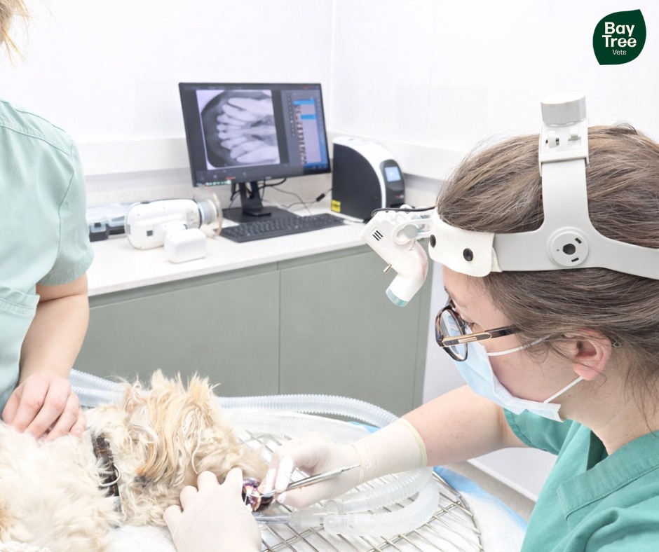 🦷 Affordable Dental Care for Your Pet – All Year Round! 🐾
At Bay Tree Vets, every month is Dental Month 🪥✨
We’re proud to offer excellent value dental care to help keep your pet’s teeth healthy and their breath fresh — and we now have a brand new dental suite to provide the best care possible.
✅ Dental procedures starting from just £165
✅ FREE Dental Consultation for new and existing clients
During your consult, we’ll assess your pet’s teeth and provide a no-obligation estimate for any treatment needed.
Good dental health can improve your pet’s comfort, appetite, and overall wellbeing 🐶🐱
📞 Call us today to book your FREE dental check!
📍 Bay Tree Vets