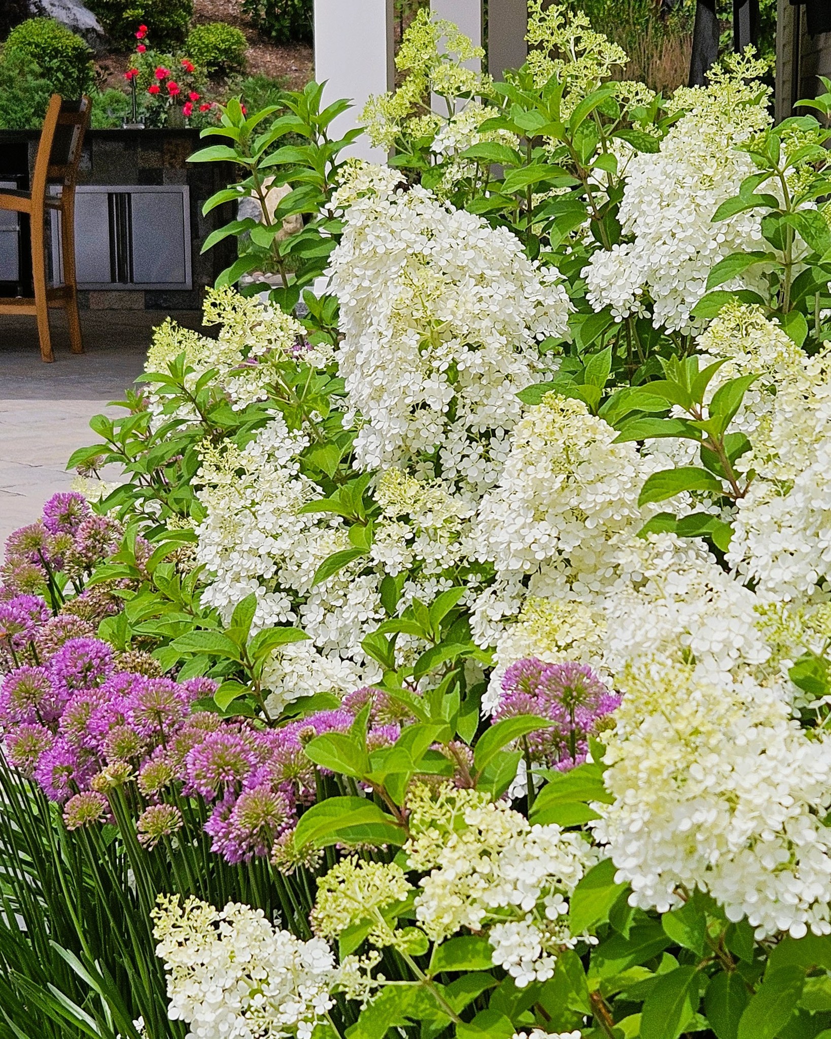 I love this plant combo...perfect for Hydrangea Season!
Bobo hydrangea brings the cloud-like white blooms, while Allium ‘Millenium’ dances through with bright purple orbs and some vertical structure. It’s a plant pairing that feels light, lively, and perfectly balanced. Proof that a little contrast goes a long way in a summer garden!
#PlantCombos #GardenInspiration #HardyHydrangeas #PerennialGardens #LandscapeDesign #AngieVergeLandscapeDesign