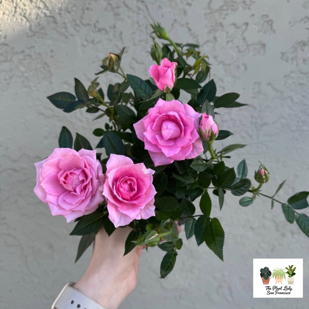 Valentine’s Day is around the corner, and The Plant Lady is in full bloom 🌸💗 The shop is glowing with pink-tinged xerographica, miniature rose bushes, variegated Phalaenopsis orchids, dreamy dried floral bouquets, and the ever-charming Hoya kerrii sweetheart plant. Whether you’re planning a romantic surprise, picking up something sweet for a friend, or treating yourself (because why not?), there’s something beautiful waiting inside.
Stop by this week or weekend (better late than never 🙂💖), soak in the display of blooming beauties, and support a local small business on Ocean Avenue. @theplantladysf
#ingleside #oceanavesf #community #shoplocal #valentinesday