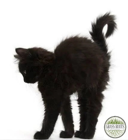 Friday the 13th? Spooky. 🐈⬛
Waiting until you're in pain to take care of yourself? That's the real nightmare. 🧟
Don't leave your health to "luck". At GRC, we focus on building a resilient body that's functions at its best, regardless of the date on the calendar. Let's get you aligned and back to feeling like yourself.
P.S. Want "good luck" all year long? Ask about our Wellness Memberships to lock in your monthly visits and perks like 20% off Fullscript. 🌱
Comment/DM for info.
Links in bio.