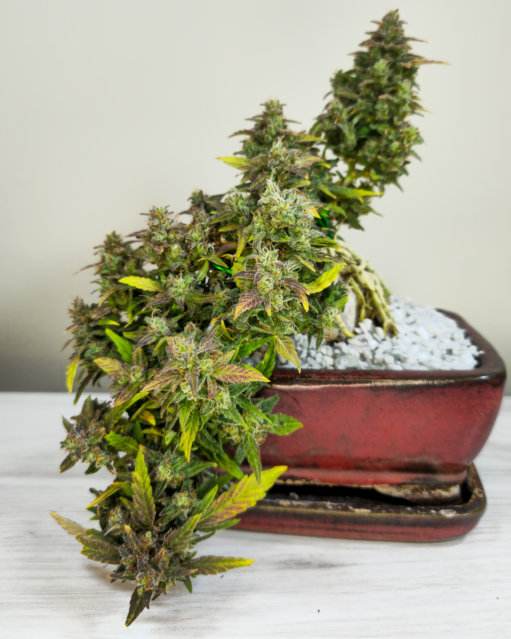 Bonsai isn’t about forcing a final image. It’s about creating conditions where the tree can express itself clearly. Cannabis responds best to that same approach. Cannabonsai builds structure that supports expression rather than limiting it.
Grown with trusted seeds from @_mephistogenetics. Use cannabonsai for 10% off at the link in bio.