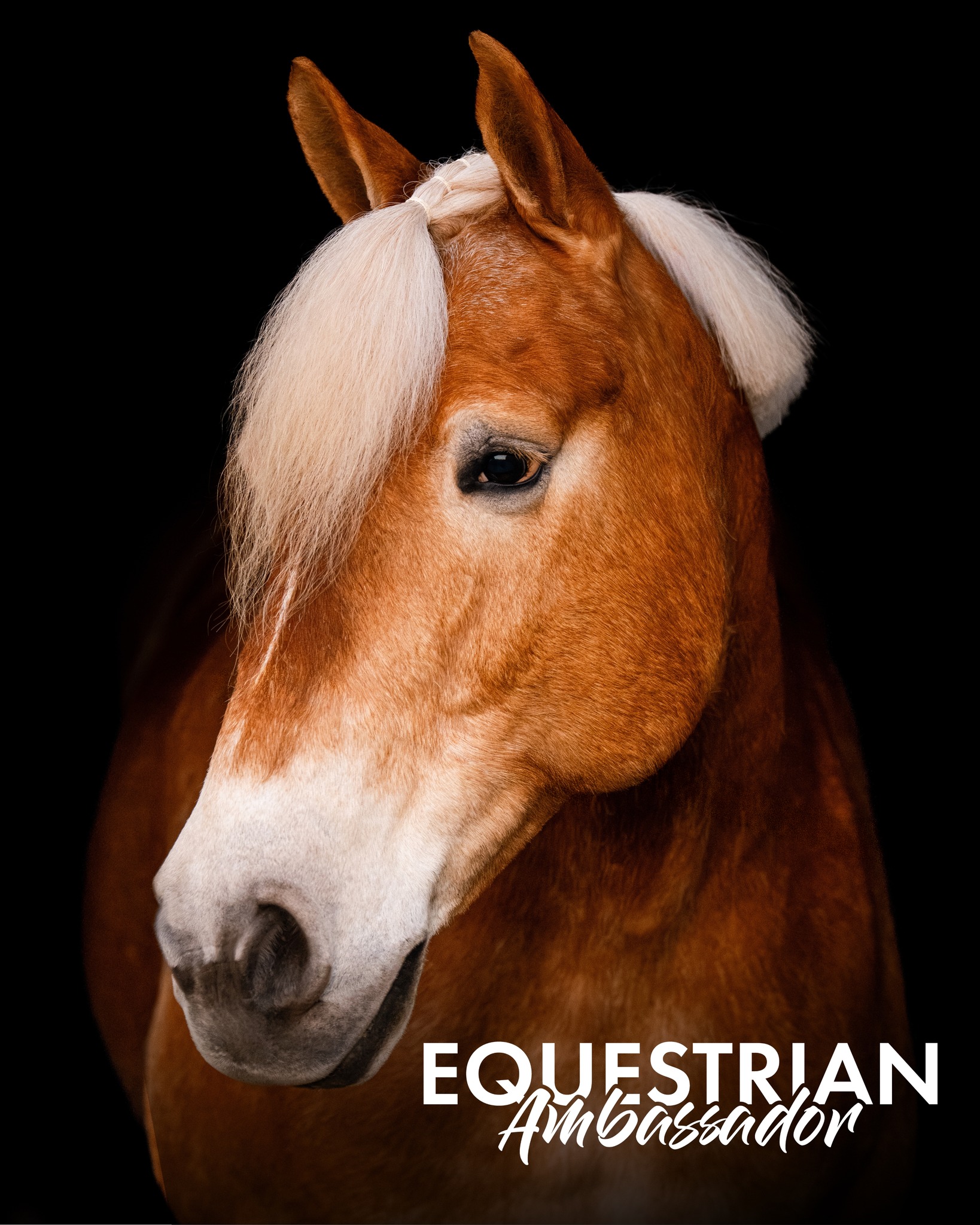Thank you for so many applications for our 2026 Lost Locals Equestrian Ambassador Program!
We are thrilled to see so many interested in this project we are trying out for 2026. Choosing our Ambassadors will be very difficult, but we could not be more excited! Applications CLOSE February 28th!
Through our search, we have found out that there are quite a few interested in a similar program for trainers and equine business owners. Because of that, we are working diligently to create a few options for those interested in working with us to expand the marketing of their business! Please let us know in your application if you have any interest for more information!
Link In Bio for the Ambassador Application!
This photo we are sharing with you all today features Mr. Samson, the sweetest Haflinger who absolutely stole our hearts during our shoot!