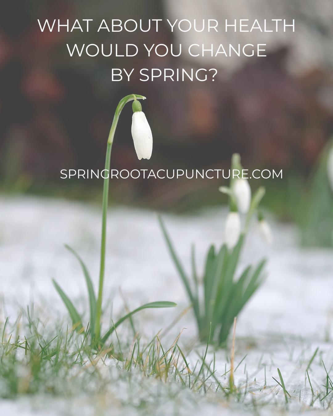 Even after the coldest and longest of New England Winters, the Spring roots somehow always take hold. I am always amazed by this. The season slowly changes and tiny white flowers, Snowdrops, appear. So delicate. They are the first sign of what is to come- the brightest greens, that give way to lush, juicy, full Summer foliage and flowers. How anything outside survives those winters is awe inspiring to me. In New England, the arrival of Spring is marvelous. It reminds us that we survived something.
We are very much like those roots right now that are sleeping beneath the snow. This time is not just about being dormant. It's about cultivating. This rest, this inward turn during the winter cold has a purpose...to restore, to recharge, to heal, to cultivate resilience.
Acupuncture is often the subject of miracle stories- "I went 3 times in 1983 and it cured me!". And yes, these do happen, and it's amazing and wonderful when it does, but they are rare (I refer to them as winning the Acupuncture Lotto). What feels more important to share is how incredible of a tool Acupuncture is over time. Like a warm, nourishing broth, simmered with care, Acupuncture can heal slowly and deeply in such a profound way by actually restoring both the structure and function of the body.
So I invite you to think of where you would truly like to experience change in your life...less allergies? Less pain? Improved digestion? More energy? Greater sleep quality? What about your health would you change, knowing that if you committed and put in the time, my staff and I would support you in achieving it? What would you change if you could achieve it by Spring?
📍 40 Main St N. Woodbury, CT 06798
📞 203-266-9088
🌐 www.springrootacupuncture.com
#SpringRootAcupuncture #acupunctureclinic #litchfieldcounty #connecticutacupuncture #NeuropathyRelief #neuropathy #NeuropathyTreatment #womenshealth #anxietyrelief #backpainrelief #griefsupport #ChronicPainRelief #overallhealth #Wellness #WoodburyCT #litchfieldcountyct #PainFreeLiving #backpain #allergyrelief