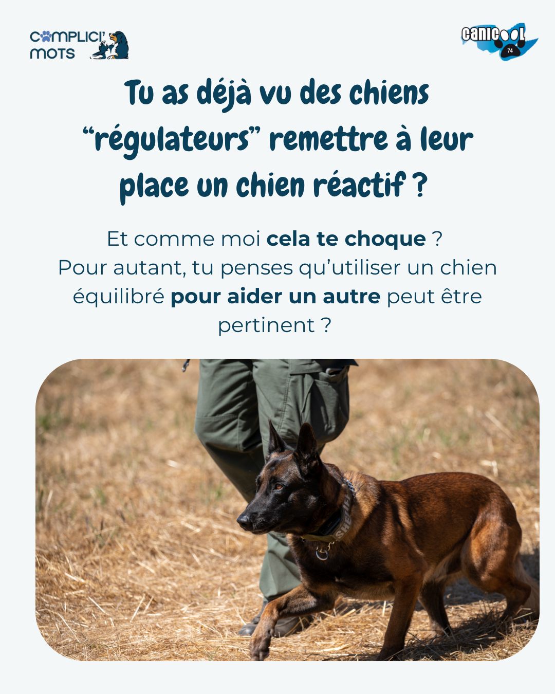 Tu aimerais utiliser ton propre chien face à un chien réactif…Mais sais-tu vraiment si tu fais le bon choix ?
- Est-ce que sa présence aide vraiment ?
- Est-ce que tu compliques la situation sans t’en rendre compte ?
Les 14 & 15 avril 2026, dans le bassin annécien, on t’emmène sur le terrain.
Pas avec des “on les lâche et on voit”.
Mais avec :
✔️ Une lecture fine du langage canin
✔️ Un ajustement en temps réel en fonction des chiens
✔️ Un travail sur un terrain avec des espaces clôturés
✔️ Le respect absolu du bien-être des deux chiens
Ce stage ne t’apprendra pas à faire des rencontres.Il t’apprendra à faire des choix justes
Nous utiliserons :
* Vos chiens comme chiens communicants
* Des chiens réactifs issu de ma clientèle
* Un terrain clôturé en plusieurs espaces
* Des mises en situation progressives et sécurisées
-> Si tu accompagnes des chiens réactifs
-> Si tu ressens parfois un doute éthique
-> Si tu veux affiner ta lecture des chiens notamment lorsqu’il y a un chien réactif !
Alors ce stage est pour toi.
📍 Bassin annécien —> Chavanod 74650
📅 14 & 15 avril 2026
🎓 100% pratique
Places limitées.