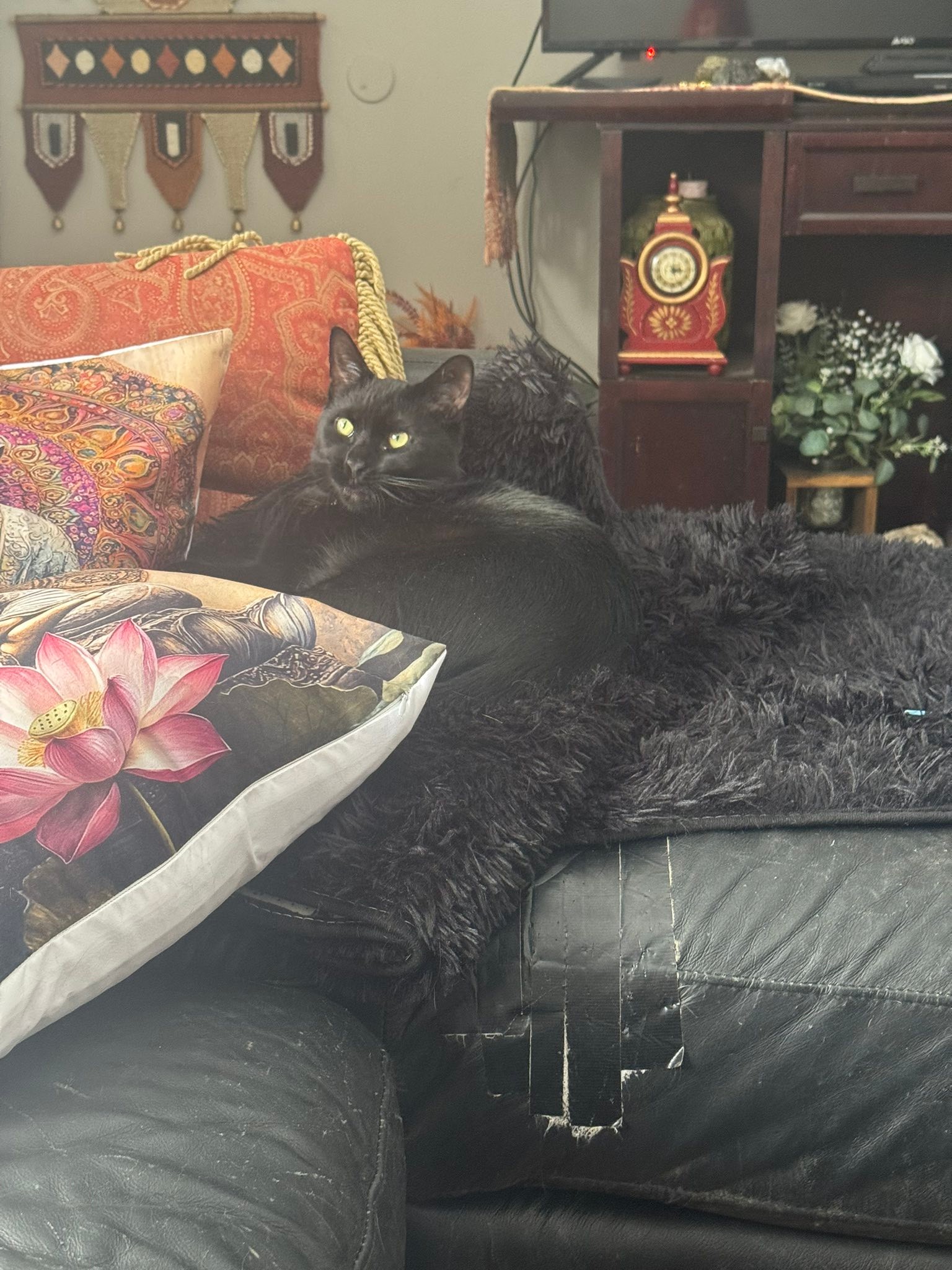 The fur babies over the last month🐾🦮🐈⬛🐾