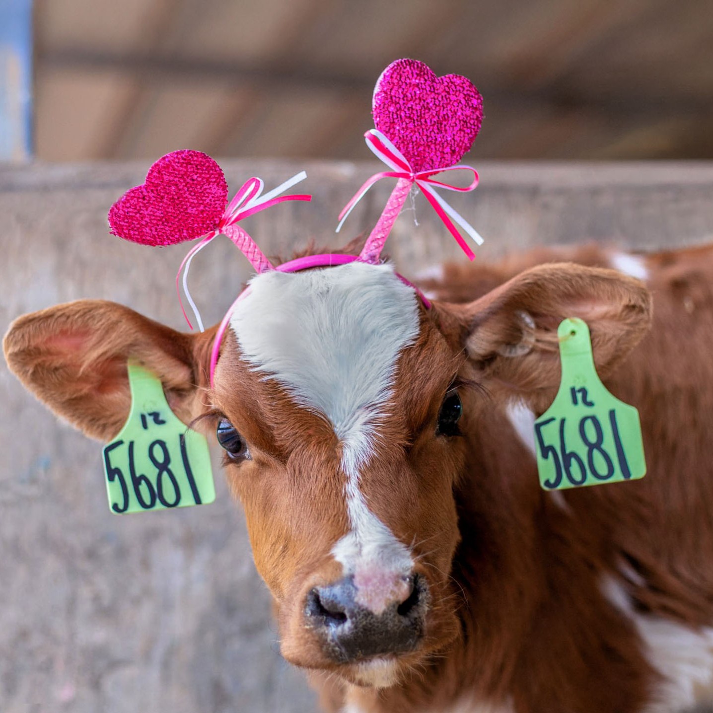 Happy Valentine's Day!