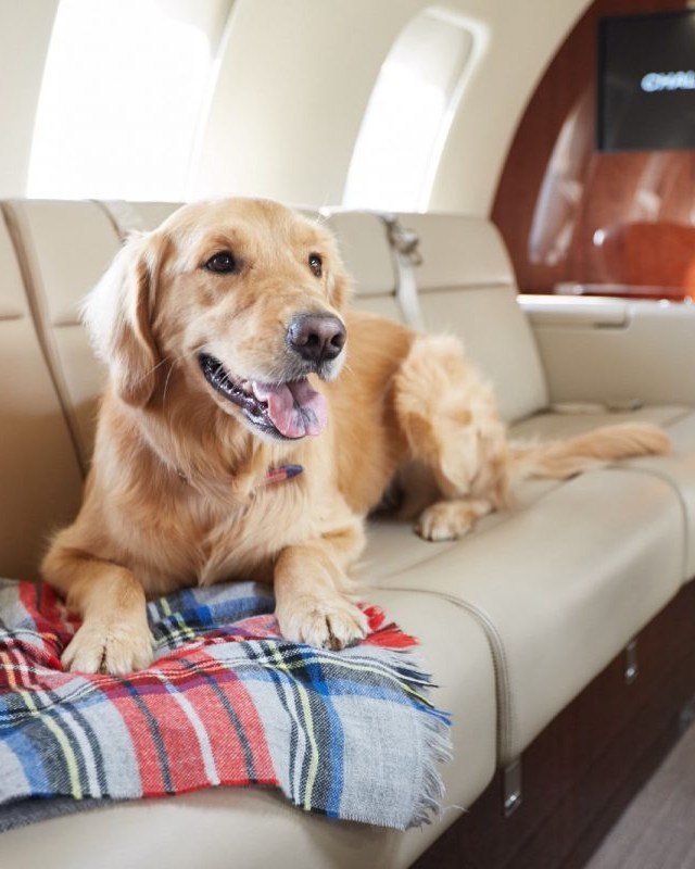 Thinking about relocating?
If 2026 is the year you take the leap and say yes to the opportunity waiting for you overseas, your four-legged companion doesnāt need to be tucked away in the hold.
While commercial airlines come with rules, flying private offers a far more relaxed experience. There's no need to worry about cramped cages or restrictions, pets can roam the cabin, curl up in your lap, or lounge in a comfortable seat right beside you.
Moving abroad should feel exciting and not stressful for every member of the family! š¾
#365Aviation #PrivateJetCharter #PetTravel #FlywithPets #FlyPrivate