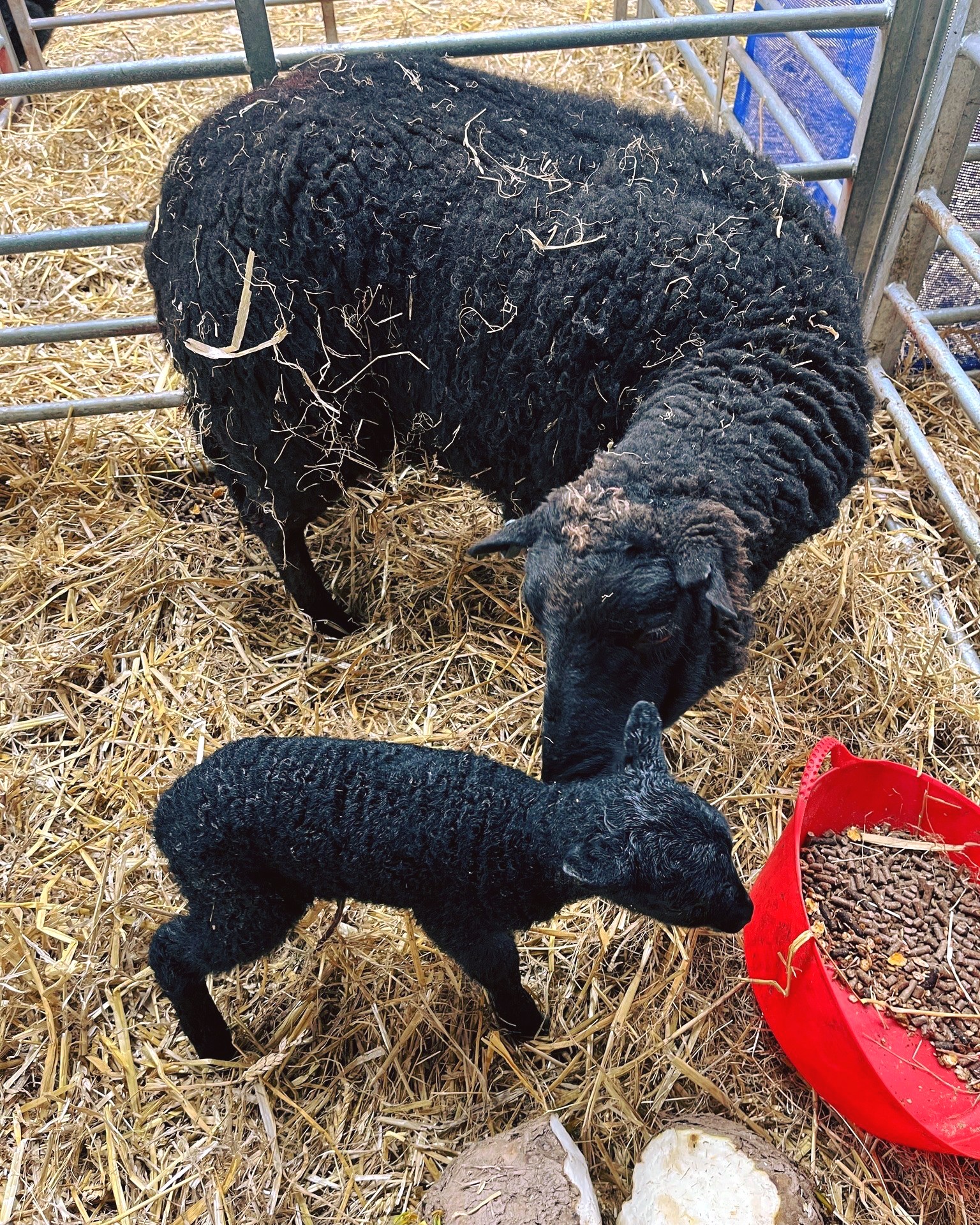 Happy Valentine’s Day
Did you know Valentine’s Day wasn’t always about roses and chocolates? It began as a festival celebrating love, fertility, and… birds! Somewhere along the way, we ended up with shipping containers full of red roses.
However you celebrate today—or even if you don’t—we hope you’re enjoying a little sunshine. We’re delighted to see the first spring flowers pushing through, a hopeful sign of the season ahead.
Here’s to love in all its forms 🌷