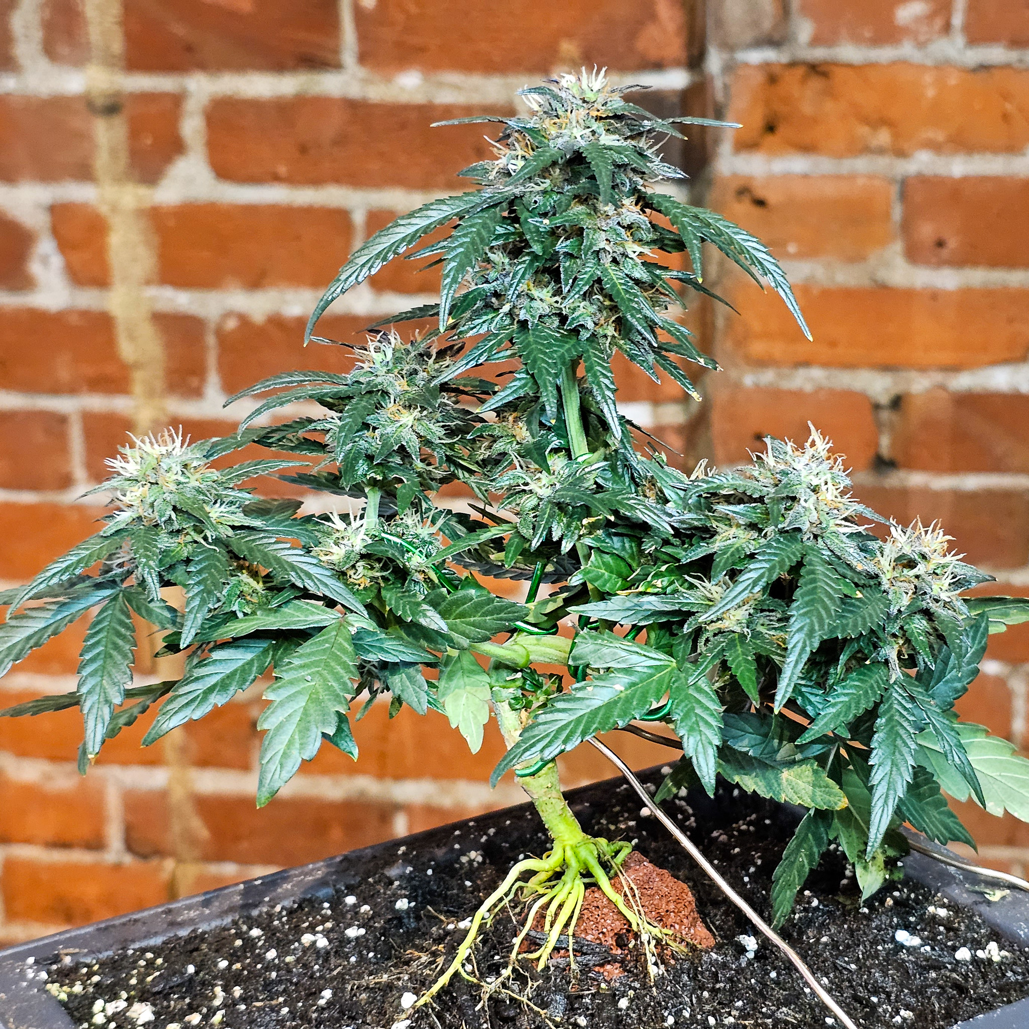 In traditional bonsai, the grower learns to trust earlier decisions and let the tree grow into them. Cannabis rewards that same confidence. Cannabonsai is about setting the foundation early and allowing the plant to express itself without constant interference.
Powered by genetics from @_mephistogenetics. Tap the link in bio and use cannabonsai for 10% off.