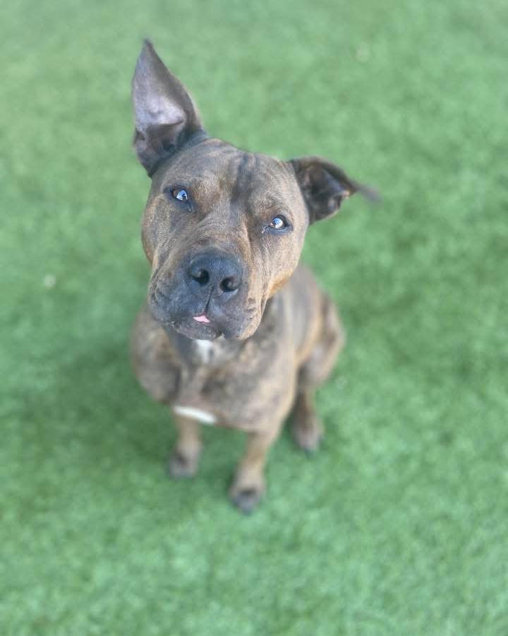 This sweet stray deserves so much more than shelter life.
At 53 pounds with the biggest, sweetest ears, Mirepoix has stolen everyone’s heart. This 1 year old already knows “sit,” takes treats like a perfect lady, and does this adorable little begging thing that’ll melt you. She’s still finding her confidence in the shelter and can be a little shy at first, but once she feels safe, her affectionate side comes right out. She loves playing with other dogs in the yard at the shelter, so she’d do great with a canine buddy or as your only dog.
This girl just needs someone to give her a chance. She’s heartworm negative, spayed, and completely ready for her next chapter.
If you’re interested in adopting, fostering, or rescuing, please email FWACCtag@fortworthtexas.gov.
Mirepoix (A0060165247) is at Fort Worth Animal Care & Control - Henry Animal Campus, 351 Hillshire Drive, Haslet, TX 76052.
More info here: https://www.fortworthtexas.gov/departments/code-compliance/animals/automated-import/60165247
📷: Traci Pockrus