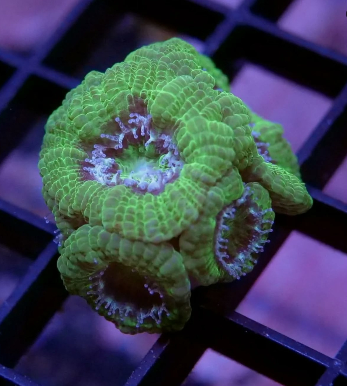 #tropicmarintanks
Very nice coral from @coralaxy 💚
Do you also have such great corals in your tank? Tag your post with #tropicmarintanks.
#tropicmarintanks #tropicmarin #tropic_marin
#eatsleepreef #allmymoneygoestocoral #reefporn #coralporn #reefaholics #aquarium #saltwateraquarium #nanoreef #reeftanks #euroreefers #reef2reef #reefers4reefers #vitaminsea #seafari
@tropicmarinusa @tropic_marin_br @tropic_marinarg @tropicmarinperu @aquarium_planet_cr @scireef @aqua.united.gmbh