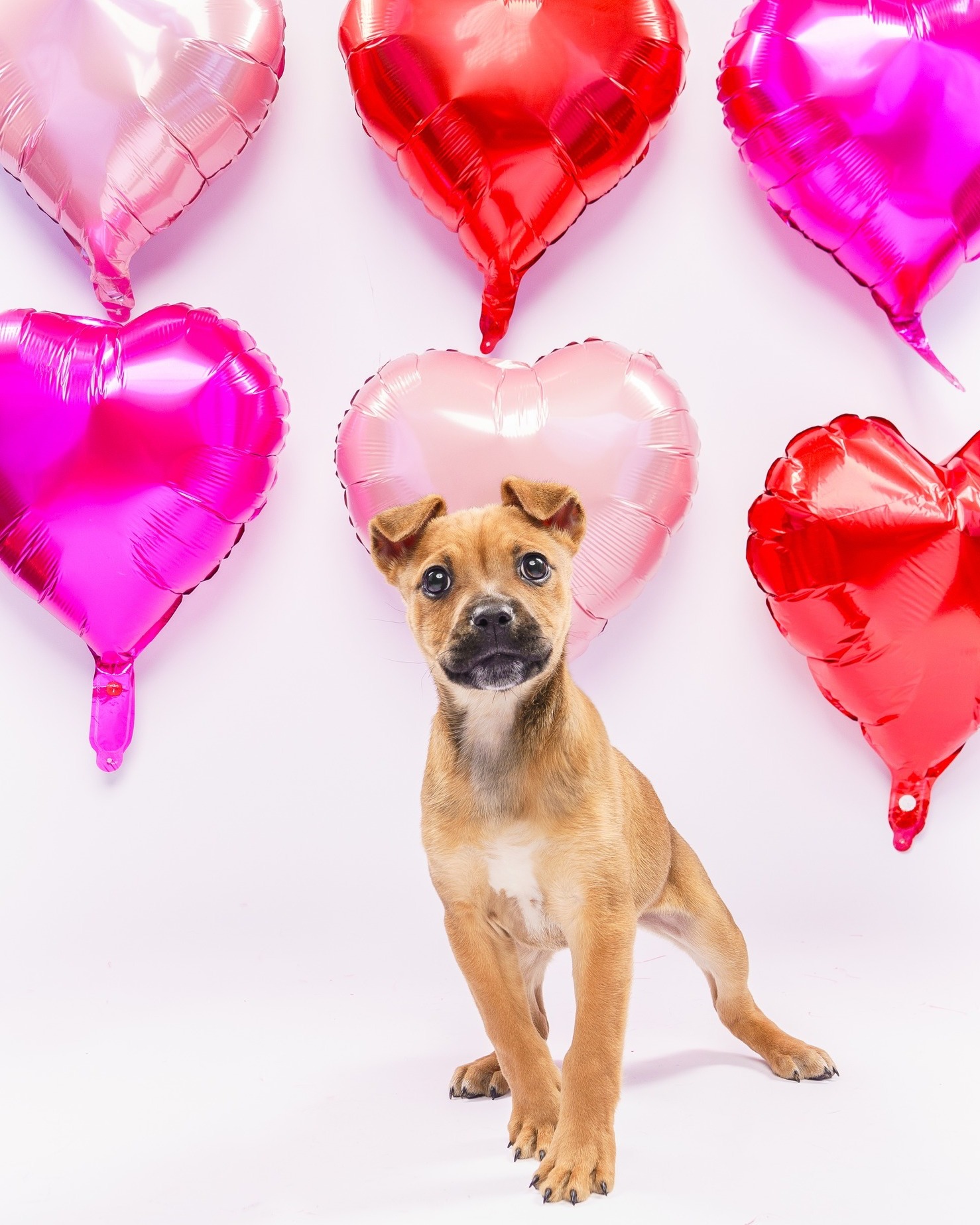 💘 Love is in the air… and it might have four paws! 🐾
Find your purr-fect Valentine at 𝐇𝐒𝐍𝐓'𝐬 𝐨𝐟𝐟𝐬𝐢𝐭𝐞 𝐚𝐝𝐨𝐩𝐭𝐢𝐨𝐧 𝐞𝐯𝐞𝐧𝐭 𝐓𝐎𝐌𝐎𝐑𝐑𝐎𝐖 at @petco 𝐏𝐫𝐞𝐬𝐢𝐝𝐢𝐨 𝐟𝐫𝐨𝐦 𝟏𝟎 𝐀𝐌 – 𝟑 𝐏𝐌.
Want to see the full list of adorable pets ready to steal your heart? ❤️ 𝐕𝐈𝐒𝐈𝐓 𝐓𝐇𝐄 𝐋𝐈𝐍𝐊 𝐈𝐍 𝐎𝐔𝐑 𝐁𝐈𝐎!
#ValentinesDay #AdoptLove #NorthTexasPets #FureverValentine #PetcoLovePartner @petcolove