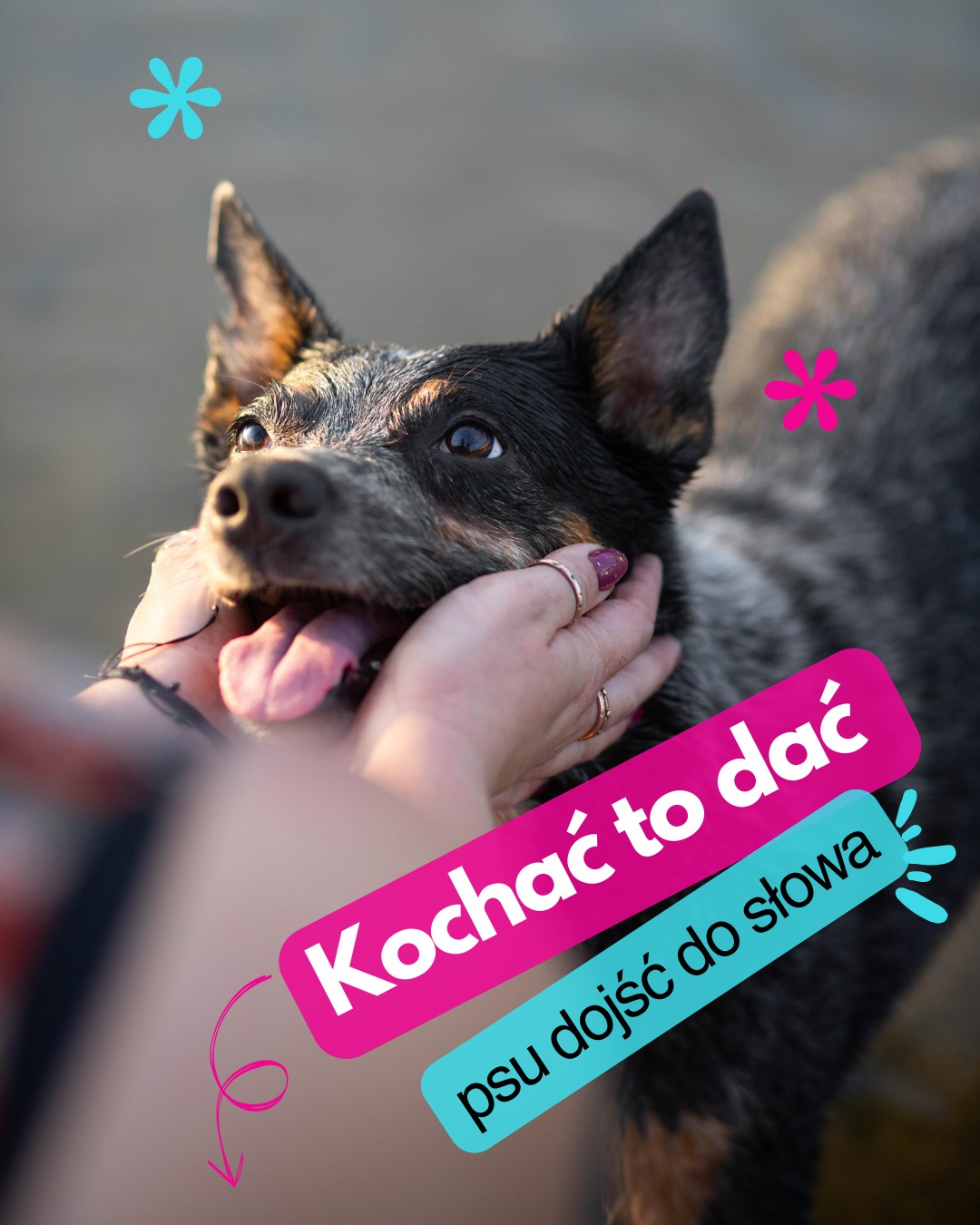 Nie tylko w Walentynki pozwalam moim psom się ze mną kłócić
Ludzie często zachwycają się moimi psami – że są takie spokojne i „pod kontrolą”. Myślą, że to efekt tresury robocika, w końcu od lat trenujemy sporty kynologiczne. Prawda jest jednak inna: moje psy potrafią pyskować i głośno mówić „nie”. A ja nie dość, że im na to pozwalam, to jeszcze się z tego cieszę!
Dla mnie prawdziwe zaufanie to nie ślepe posłuszeństwo, ale relacja, w której obie strony mają głos. Szanuję to, że pies się komunikuje i mówi mi, co mu w duszy gra. Jeśli sytuacja na to pozwala może wybrać, może odejść, może nie mieć dziś ochoty. Ale to nie jest świat bez zasad. Tak samo jak człowiek, pies musi odnaleźć się w pewnych ramach. Nie każdemu wystarczy miłość i kanapa. Niektóre psy potrzebują jasnych granic i przewidywalności, zanim spróbują zarządzić światem po swojemu.
Dokładnie tak pracujemy w hotelu. Nasza hotelowa codzienność nie polega na tym, że gość idealnie wykonuje komendy. Zaufanie widzę wtedy, gdy pies w nowym miejscu potrafi odpuścić kontrolę. Dbamy o to, z kim ma kontakt, ile bodźców dostaje i kiedy odpoczywa. Dajemy psom przestrzeń na bycie sobą, ale nie zostawiamy ich samych z emocjami.
Zaufanie nie bierze się z luzu bez kontroli. Bierze się z tego, że pies wie, na czym stoi.
W te Walentynki życzę Wam relacji, w której nie musicie być idealni, a Wasze psy mogą być po prostu sobą.. Bo prawdziwa miłość to przede wszystkim słuchanie, nawet jeśli pies robi to głośno i dobitnie ;)
A jak to jest ze słuchaniem u Ciebie? Twój pies ma przestrzeń, by powiedzieć Ci „nie”? Jak wygląda Wasze wspólne budowanie zaufania?
Fot. @trzynascie_zdjec
#merdumerdu #hoteldlapsow #walentynki2026 #nowydwormazowiecki #warszawa