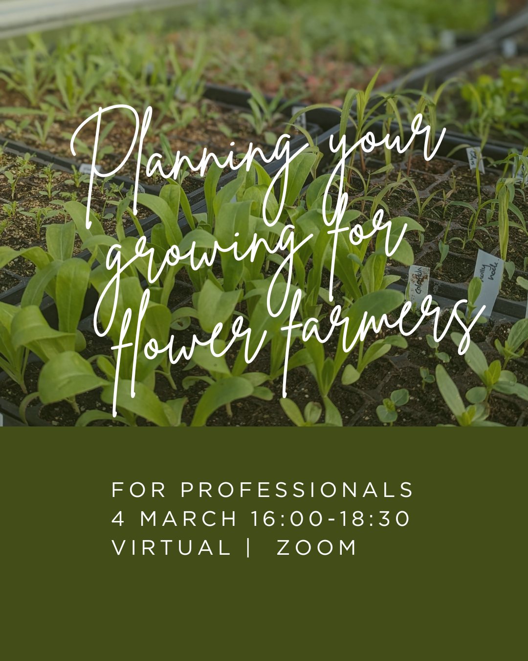 NEW DATE
A few people asked for another virtual session of the "Planning your growing for flower farmers" workshop. This is now live for 4th March.
Ever wanted an inside look at how someone else manages their growing or new to flower farming? This workshop will talk you through how we plan our crops, maximise our space and optimise production, as well as the tools and information you can use to do it yourself.
The workshop includes:
- A virtual tour of our growing spaces
- How to decide what to grow
- Mapping your space
- Planning crops and using a spreadsheet tool
- Maximising your germination rate and seed starting
- Planning successions
- Optimising production
You will also receive an electronic version of our planning spreadsheet - usually £10.
We’ll be learning in a small group and limit spaces to 8 per workshop to give everyone room to ask questions.
#flowersfromthefarm #flowerworkshop #growingflowers