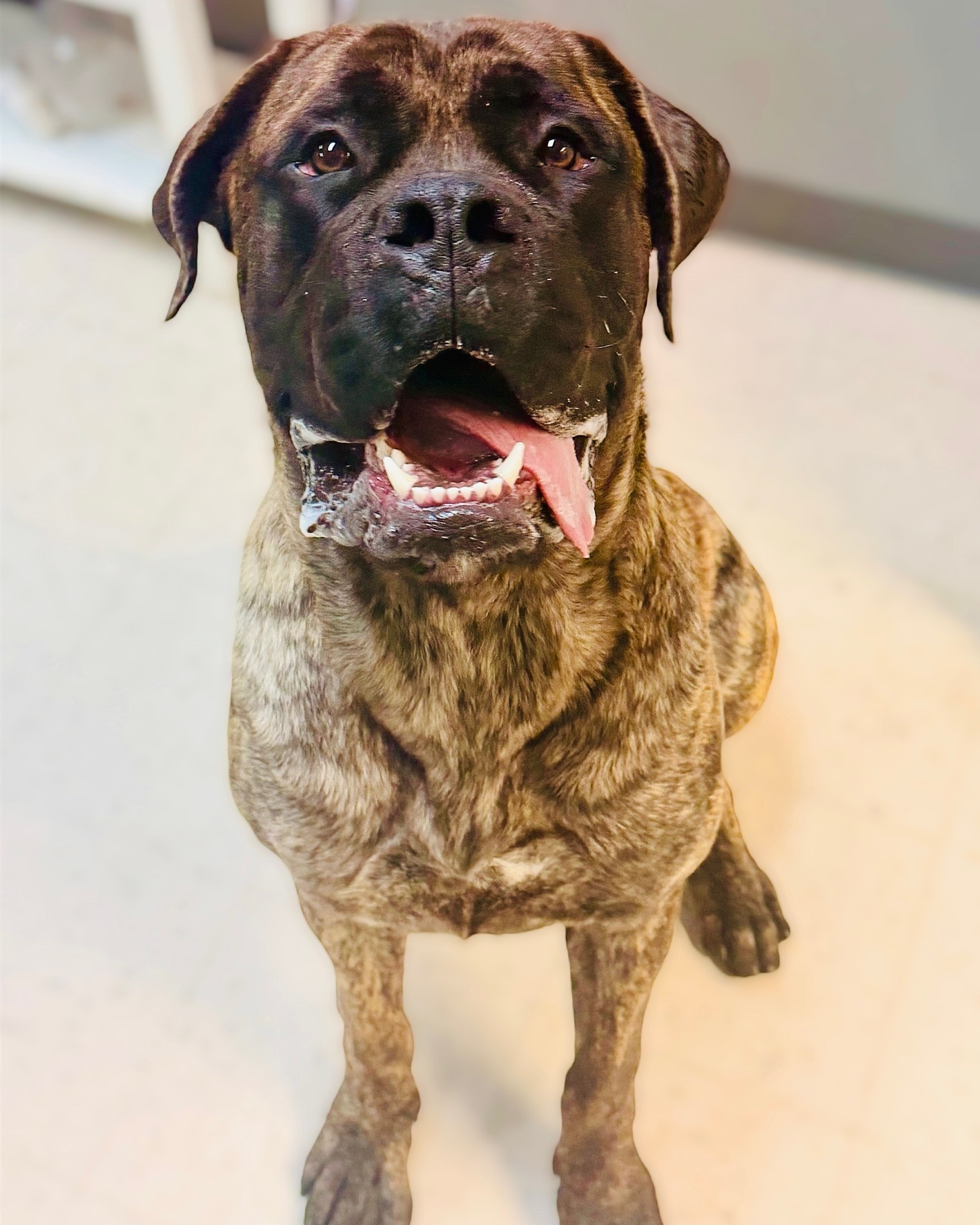 Roses are red, violets are blue… Bocephus the Mastiff is looking for you.
Missed Valentine’s Day? Don’t worry — Bocephus is here to deliver love a little late… but in EXTRA BIG doses.
This week's @nbcdfw Pet of the Week is a gentle giant who's happiest just being near his people. He loves slow walks, long naps, and ALL the head scratches.
If you’re looking for a 150 pound lap dog who's ready to fill your home and your doorway, Bocephus is your guy! You can meet him today at HSNT's Saxe Forte Adoption Center.
To learn more visit the link in our bio.