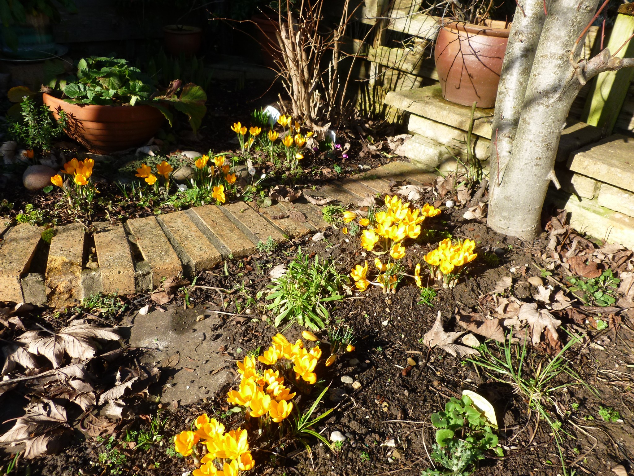 Finally! The sun came out this morning, and so did the crocuses.
#crocus #flowers #sunshine
