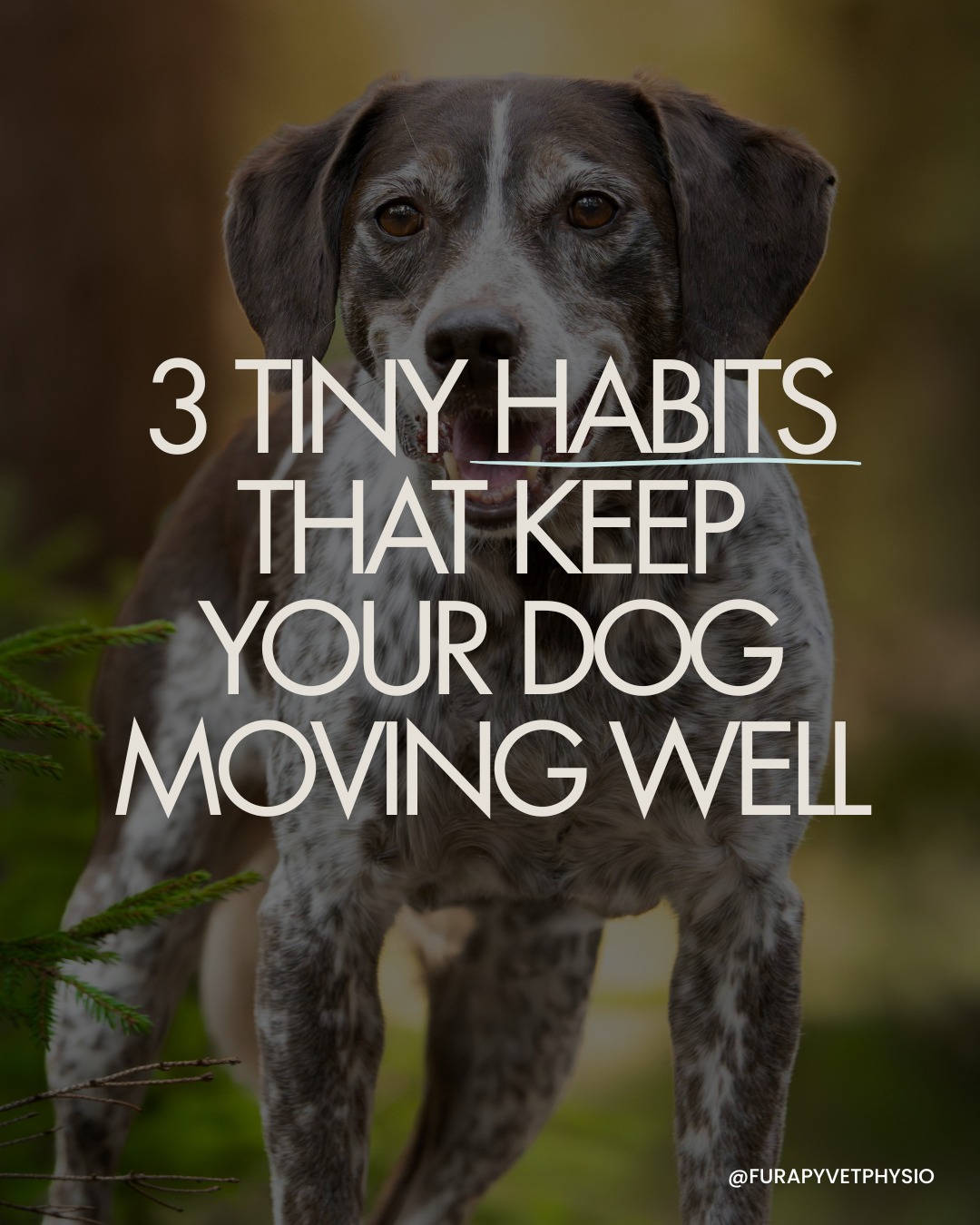 Before you blame age for your dog slowing down, read this. ⬇⬇
As a vet physio, I see a lot of stiff and degenerated joints that could have been supported much earlier in life with a few simple daily habits. You don’t need fancy equipment or long routines. Small, consistent actions make a real difference.
🐾1. Warm up before proper exercise.
Just five minutes of steady lead walking before a run, a game of fetch or off-lead play helps increase circulation to the muscles and prepares the joints for movement. Cold starts are one of the most common reasons I see minor strains that later turn into bigger problems. I also recommend a few sit to stands or down to stands to help get those joints extra prepped!
🐾2. Keep movement little and often.
One long weekend hike or hour long ball throwing session doesn’t undo five sedentary days. Regular, controlled daily walks and gentle changes in terrain help maintain joint range and muscle strength. Joints survive better on consistent lower-grade loading, not stop-start bursts of high activity!
🐾3. Support simple strength at home.
Basic movements can make huge differences to your dog. For example encouraging your dog to sit to stand slowly and in good alignment a few times a day builds the muscles that stabilise hips and knees. I often guide owners to focus on quality over speed, as controlled correct movement protects the joints far more than rushed repetitions.
Healthy joint movement isn’t about doing more. It’s about doing the right things, consistently. 🐕
If you’d like more practical, physio-led advice to keep your dog moving comfortably for years to come, follow my page and stay informed. @furapyvetphysio