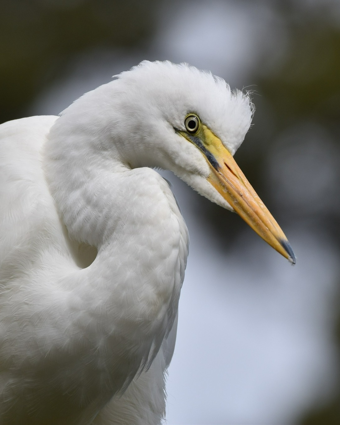 These young Kōtuku have no idea how beautiful they are, with their soft, downy feathers and endearing wisps of head hair 🥰
We’ve had the privilege of observing them and their developing personalities throughout the season, so it’s really special to meet them up close as their confidence grows and they fly over to the viewing hide to see what we humans are about.
Some are decidedly bossy, chasing all other birds away - some arrive with a lot of wing-flapping and noisy croaks - while others are irresistibly curious and delightfully nosey! 🤍
#kotuku #whiteherons #whiteherontours #whiteheronsanctuary #nzbirds #waitangirotonaturereserve #whataroa #franzjosef #glaciercountrynz #westcoastnz