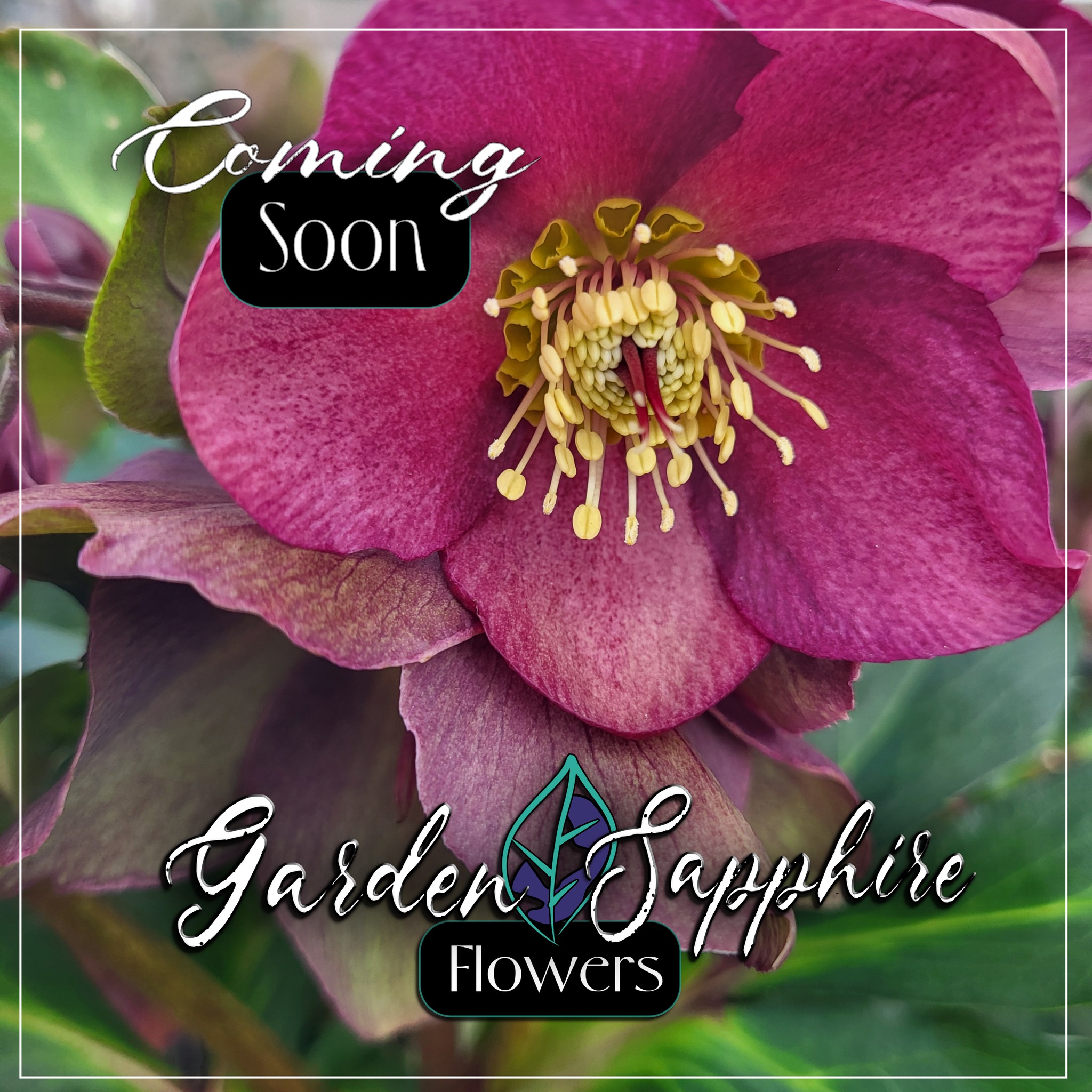 It breaks our hearts to say that you will not see us out with flowers for Valentine's Day.
The weather these past few weeks have caused a bit of a delay in the flowering. Luckily, though, we were able to keep everything alive through the cold temperatures!
We are hoping to be able to start doing our weekly pop-up in Cane Bay by the beginning of March.
We'll keep you posted!
@followers