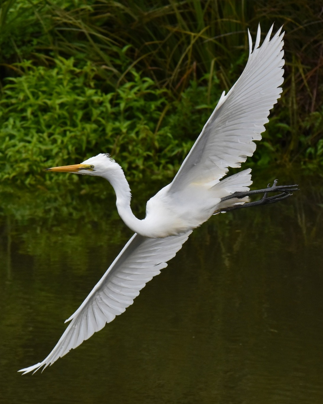 How thrilling it must feel for these young Kōtuku to be flying! 🪽
Almost all are now able to explore the Waitangiroto River, up and downstream from the nesting site.
A couple of daredevil fledglings are absolutely showing off with fast-paced darting, diving, and sudden direction changes which is breathtaking to observe ✨
#kotuku #whiteherons #whiteherontour #whiteheronsanctuary #nzbirds #birdsnz #naturetour #waitangirotonaturereserve #whataroa #franzjosef #mustdonz #westcoastnz