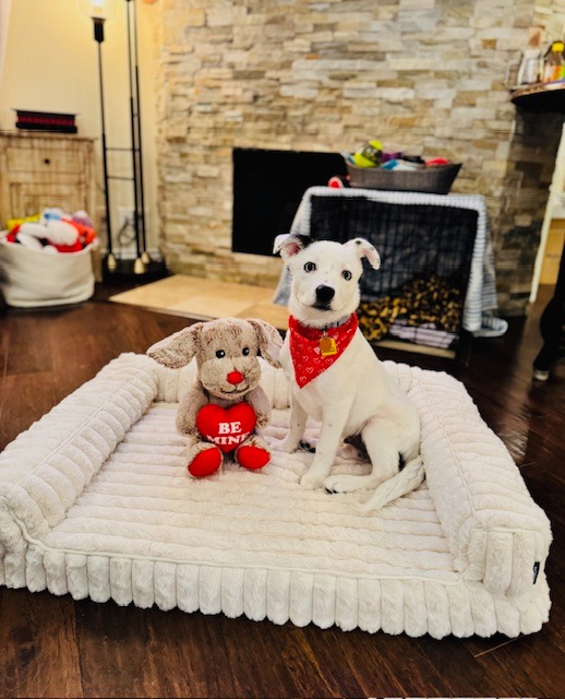 𝐏𝐚𝐧𝐝𝐚: 𝐀 𝐆𝐢𝐟𝐭 𝐟𝐫𝐨𝐦 𝐀𝐛𝐨𝐯𝐞
Three years ago, Alyson said goodbye to her first true love, Cookie. 💔 Losing her left a hole in Alyson and her family’s hearts that never fully healed. Every night since, Alyson has held tight to Cookie’s favorite toy, a worn, raggedy little stuffed panda, a quiet reminder of the love they shared.
This past December, at 𝐇𝐒𝐍𝐓'𝐬 𝐃𝐨𝐠𝐠𝐲 𝐢𝐧 𝐭𝐡𝐞 𝐖𝐢𝐧𝐝𝐨𝐰 adoption event at @neimanmarcusfortworth , Alyson noticed an empty-looking crate. Beneath blankets and shredded paper was a tiny puppy, fast asleep… named Panda. It was love at first sight.
Panda’s new family truly believe Panda was a little hello sent by their Cookie in doggie heaven, a gentle nudge that it was okay to open their hearts again. 🐾✨
Now, Alyson and Panda are inseparable, velcroed together every chance they get, healing each other in ways only a rescue dog and her girl can.
𝐓𝐨 𝐚𝐝𝐨𝐩𝐭 𝐲𝐨𝐮𝐫 𝐯𝐞𝐫𝐲 𝐨𝐰𝐧 𝐡𝐞𝐚𝐥𝐢𝐧𝐠 𝐠𝐢𝐟𝐭 𝐯𝐢𝐬𝐢𝐭 𝐭𝐡𝐞 𝐥𝐢𝐧𝐤 𝐢𝐧 𝐨𝐮𝐫 𝐛𝐢𝐨.
#adoptionstory #adoptdontshop❤️ #doggyinthewindow #hsnt #shelterdogs