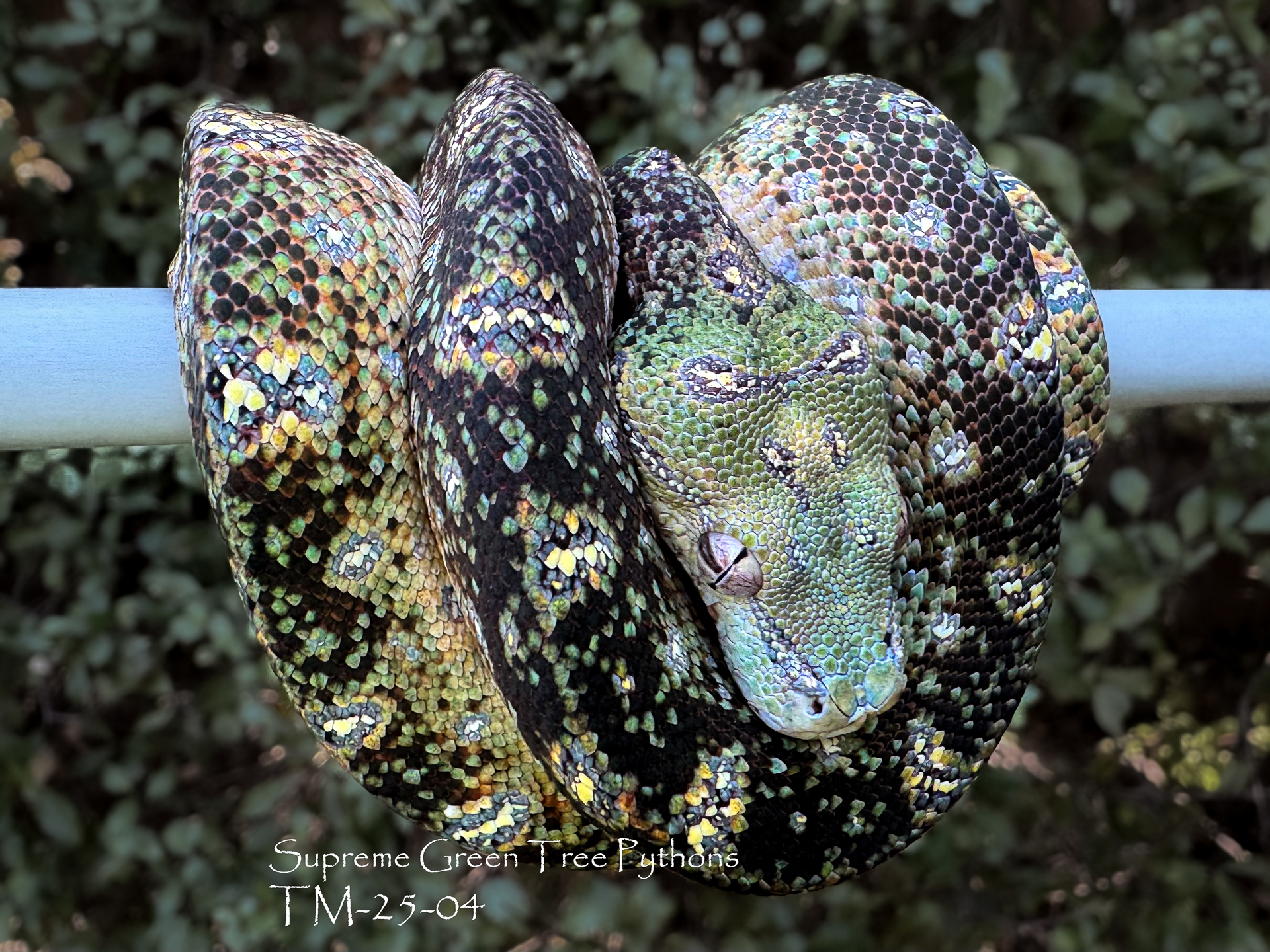 Loving this addition to the @supremegtp family
#Morelia #chondropython #greentreepython #utaraensis #reptilesofinsta #reptilesofinstagram #snakesofinstagram #moreliaazurea #snakesofinsta #chondro