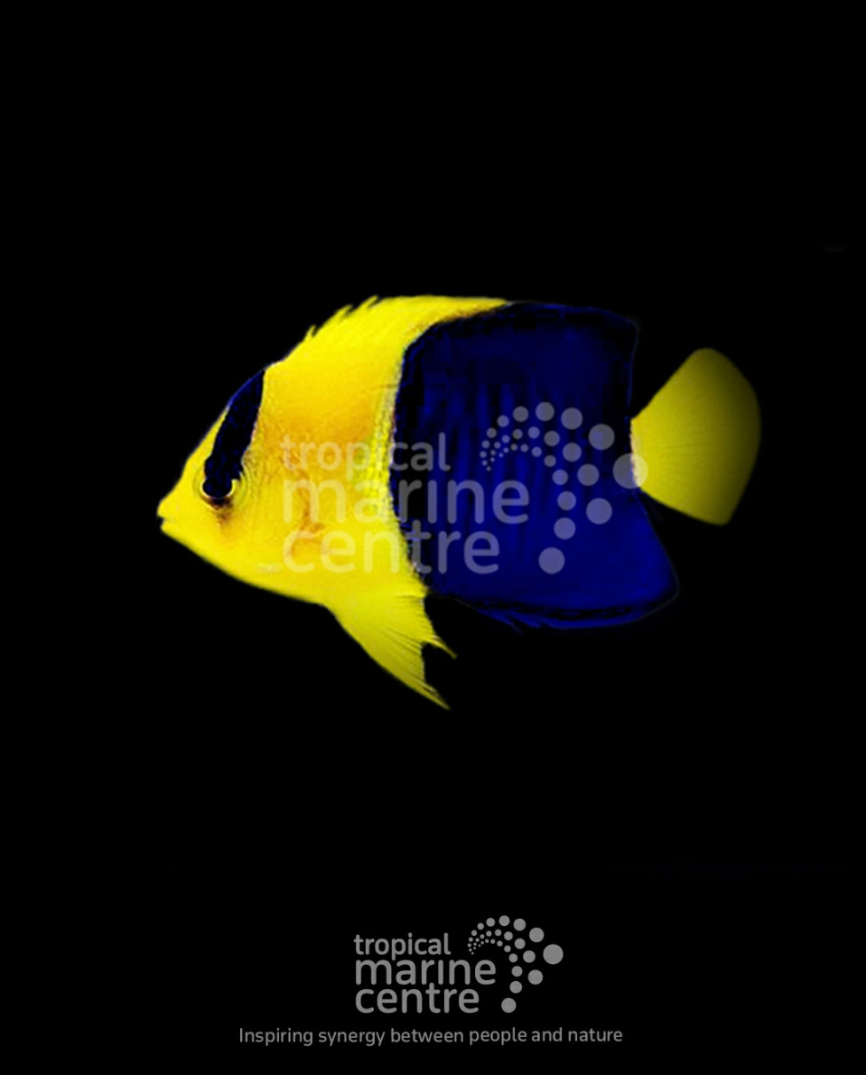 #tropicmarintanks
Amazing shot from @tropicalmarinecentre 😍
You use our products and want to get reposted? Tag your post with #tropicmarintanks.
#tropicmarintanks #tropicmarin #tropic_marin
#eatsleepreef #allmymoneygoestocoral #reefporn #coralporn #reefaholics #aquarium #saltwateraquarium #nanoreef #reeftanks #euroreefers #reef2reef #reefers4reefers #vitaminsea #seafari
@tropicmarinusa @tropic_marin_br @tropic_marinarg @tropicmarinperu @aquarium_planet_cr @scireef @aqua.united.gmbh