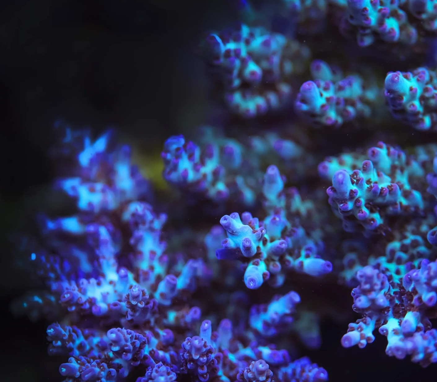 #tropicmarintanks
Very nice shot from @gabrielscheitz 💜
Do you also have such great corals in your tank? Tag your post with #tropicmarintanks.
#tropicmarintanks #tropicmarin #tropic_marin
#eatsleepreef #allmymoneygoestocoral #reefporn #coralporn #reefaholics #aquarium #saltwateraquarium #nanoreef #reeftanks #euroreefers #reef2reef #reefers4reefers #vitaminsea #seafari
@tropicmarinusa @tropic_marin_br @tropic_marinarg @tropicmarinperu @aquarium_planet_cr @scireef @aqua.united.gmbh