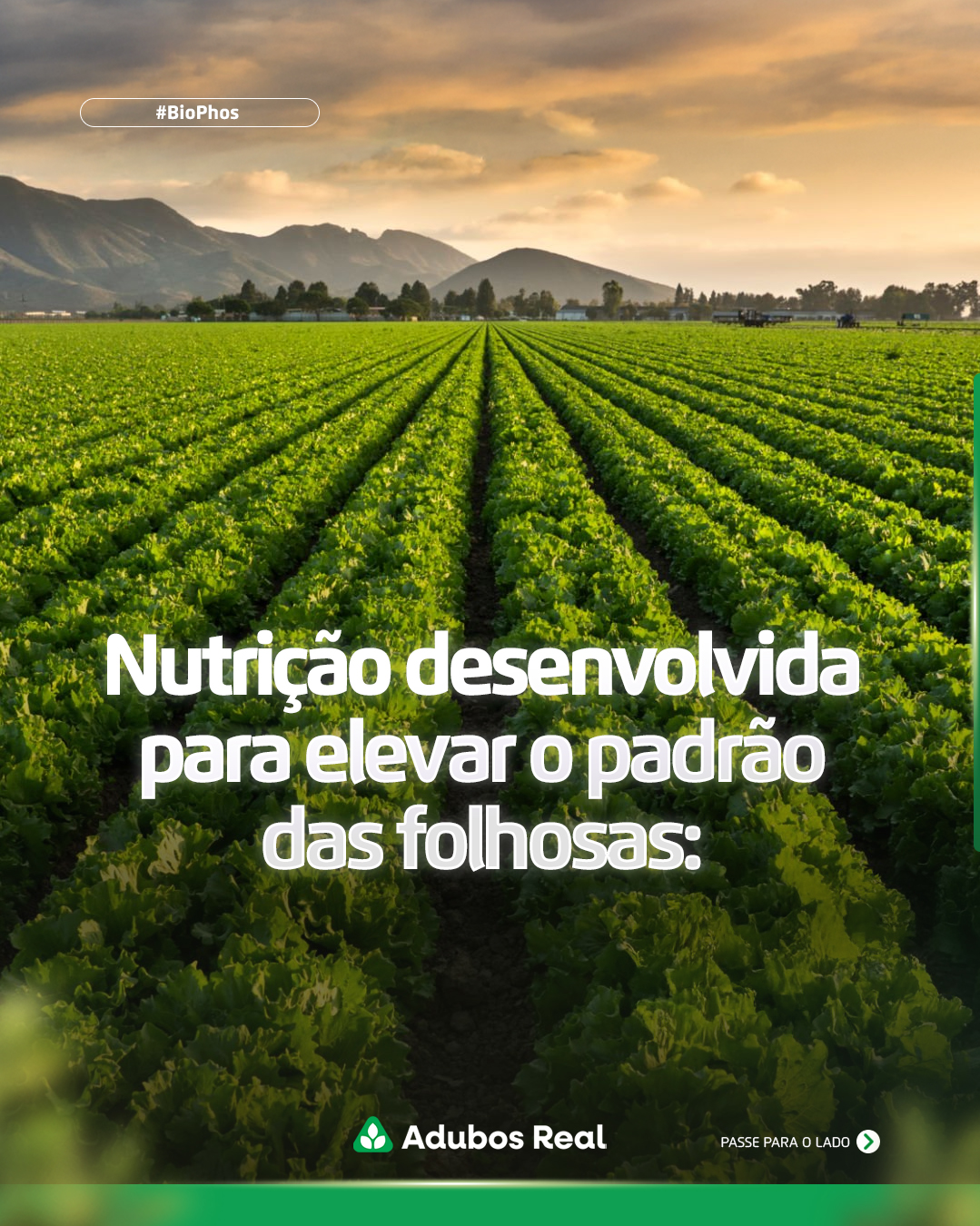 No mundo das folhosas, cada detalhe importa — e começa pelo solo.
Biophos ajuda a estruturar um ambiente radicular mais eficaz, favorecendo nutrição e vigor já nas fases iniciais da planta.
Mais vigor + melhor nutrição = folhas mais saudáveis e campo mais produtivo.
👉 Fale com um de nossos consultores e conheça as melhores soluções para sua lavoura.