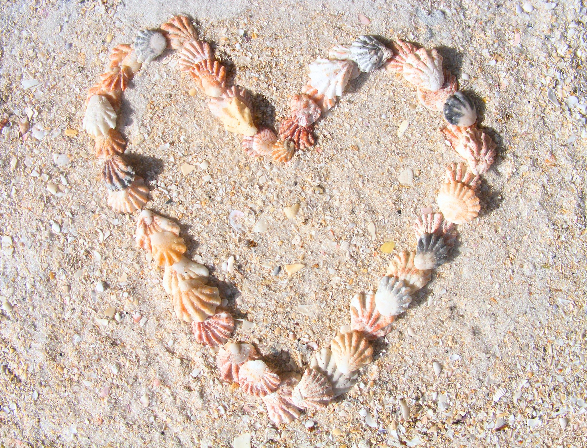 Some love stories are written in the stars, some in the sand — and many begin right here at Shalimar. 🐚 Happy Valentine’s Day from Shalimar Beach Resort!
#valentinesday #sanibel #shelling #kittenpaw