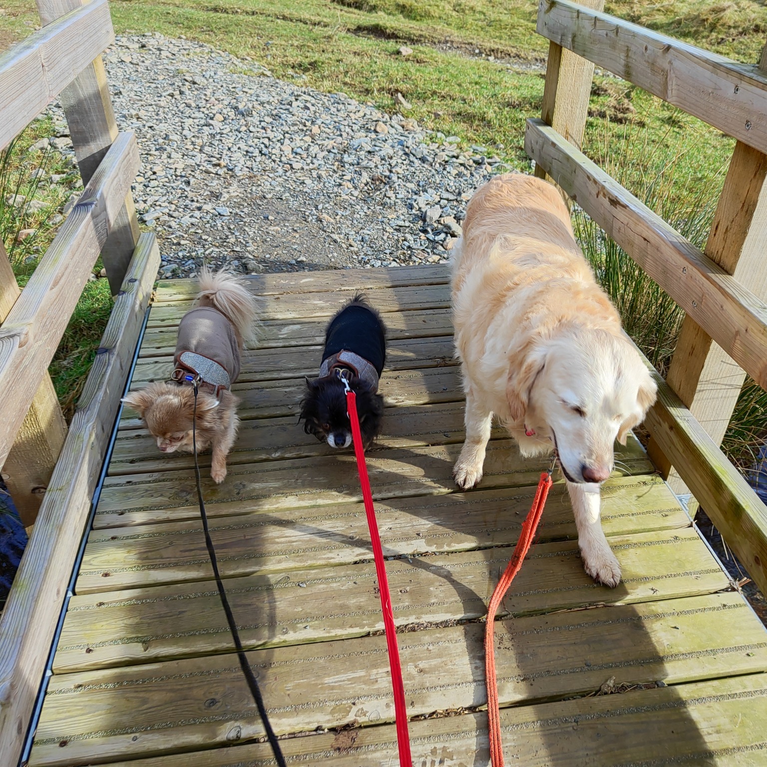 Jurgen, Minnie, Patrick, Howard and Honey 🐾