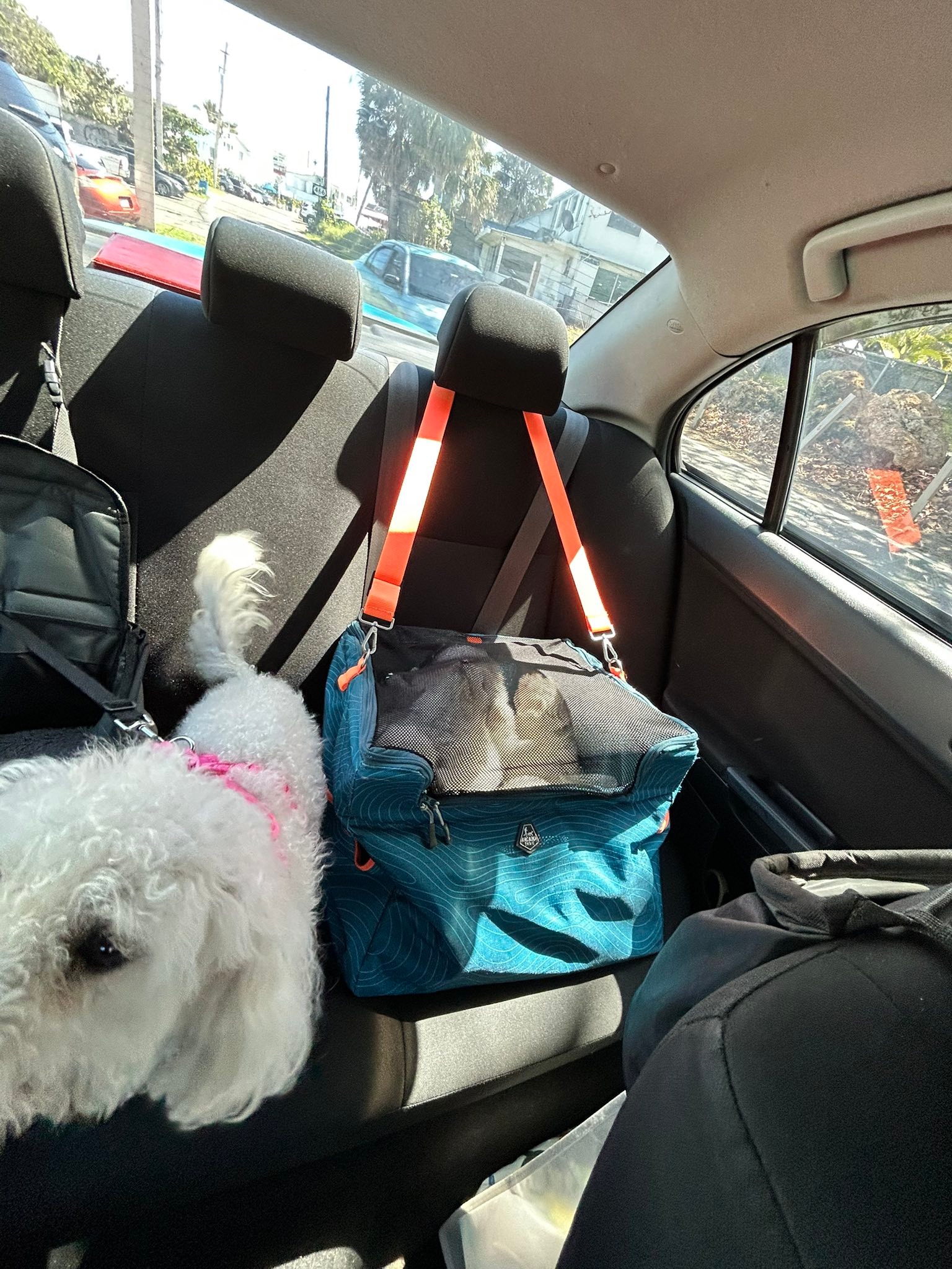 Día de veterinario 🙄 😂 5 puppies y mama! 🤪