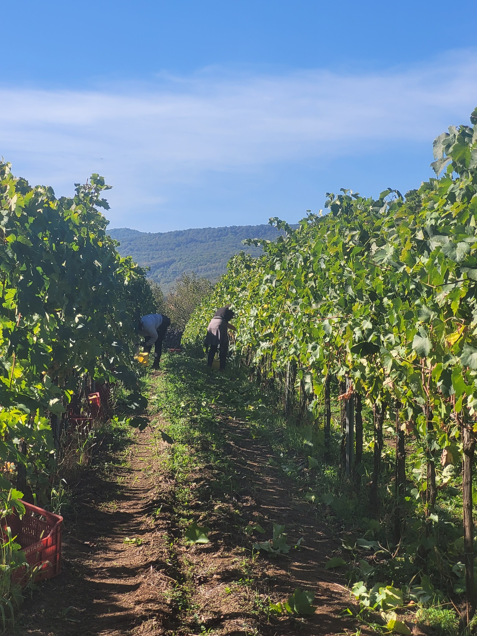 A quiet harvest morning, at one of the many vineyards that reside on the slopes of Mt Etna.