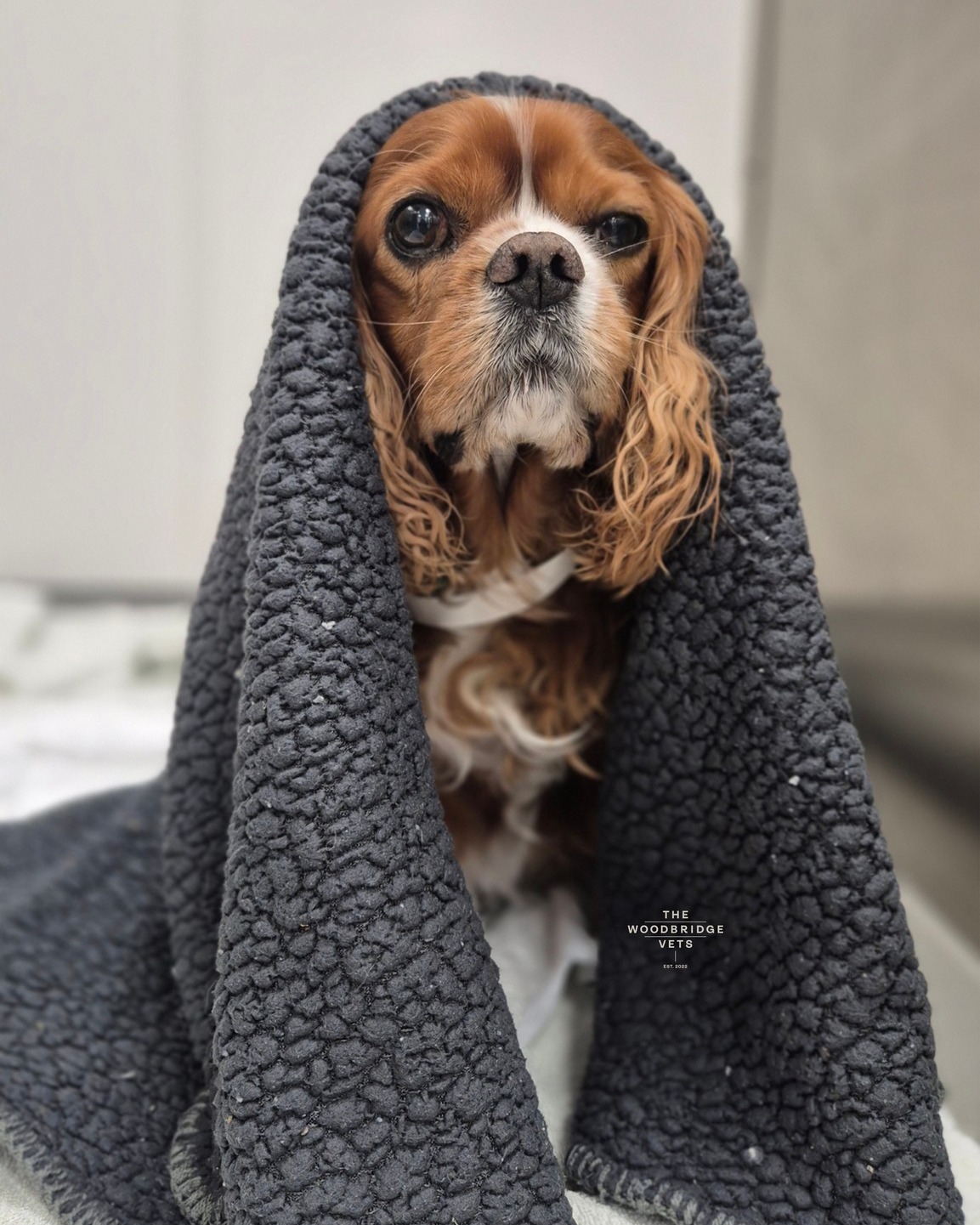 This is Charlie 🤎 Charlie recently came to The Woodbridge Vets as he had started sneezing in bursts (8 to 10 times at a go) and had some nasal discharge. Charlie is normally full of energy, so he seemed unusually tired, which worried his family. We wanted to get to the bottom of this sneezing issues.
In the care of our vet, Kyle recommended a CT scan and a nasal scope to get a clear picture of what was happening inside his little nose. Charlie was gently sedated so Kyle could perform a thorough CT scan of his head, chest, and abdomen. During the scan, Kyle also looked inside Charlie’s nose with a scope. There was some mild inflammation in both nostrils, but thankfully no foreign object was found. Swabs were taken to check for infection and sent off to laboratory.
Charlie went home with strict rest instructions and medications to help with any discomfort. The lab results later confirmed that there were no harmful bacteria or fungi, which was great news. Both the team and Charlie’s family were extremely grateful for the CT scan technology, as it allowed them to diagnose the problem quickly and with confidence, giving Charlie the care he needed without delay 🤎
#thewoodbridgevets #independentpractice #veterinarycare #veterinarypractice #veterinarysurgeon #dogs #canine #veterinarymedice #veterinaryprocedure #ctscan #ctscaninsuffolk #suffolkvets