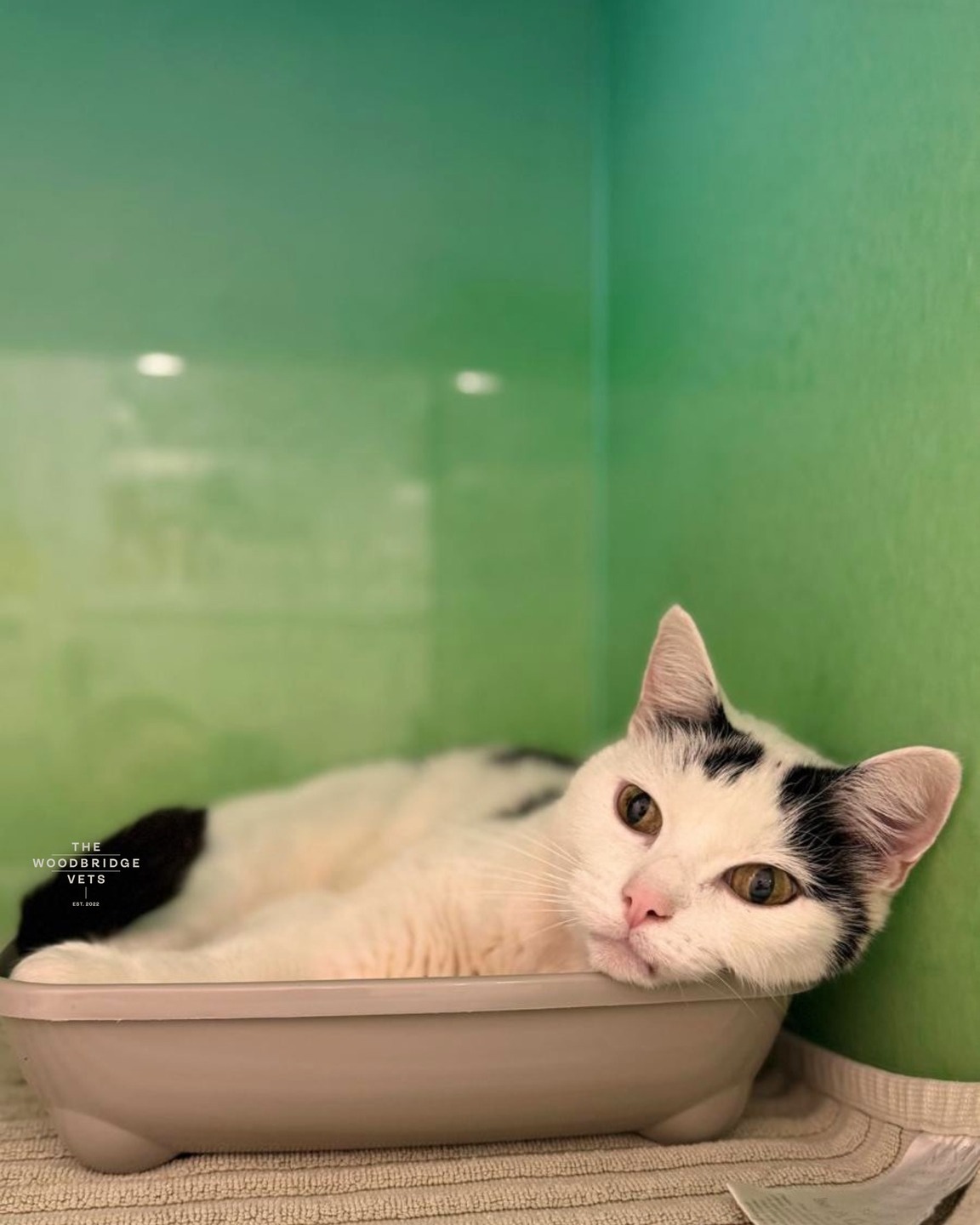 Marge is a sweet feline lady who belongs to our vet, Kyle. She comes in regularly for check-ups to keep her healthy, especially while taking her thyroid medication.
Recently, Marge visited for her routine blood tests. Her tests checked her thyroid levels, kidney function, electrolytes, checks red and white blood cells and overall health. The results were reassuring - her thyroid medication is working well, her kidneys are healthy, and her heart is in good shape, so there was nothing concerning.
At The Woodbridge Vets, we take special care of our feline inpatients. Cats like Marge are kept in their own quiet, comfortable areas, separate from dogs. Each cat has a cosy kennel space with soft bedding, hiding spots, and plenty of room to feel safe. Keeping cats away from barking dogs and other loud noises helps reduce stress and makes their stay much more pleasant 💚
#thewoodbridgevets #veterinarypractice #independentpractice #suffolkvet #suffolk #veterinaryteam #veterinarymedice #sufolkcommunity #veterinaryreferral #veterinarydiagnosis #veterinarymedicine #veterinaryservices #cats #felinepractice #catfriendlypractice