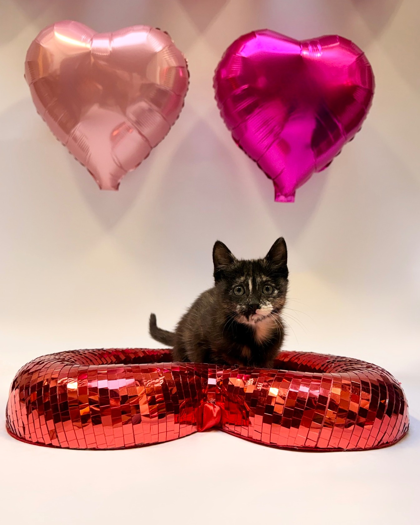The love doesn’t have to stop just because Valentine’s Day is coming to an end 💕🐾
It’s a purr-fectly adorable kitten takeover at tomorrow’s offsite adoption event with Humane Society of North Texas! The sweet little faces you’re seeing in these photos will all be there, ready for snuggles, playtime, and forever homes. 🐱✨
Stop by @petsmart at Montgomery Plaza from 10 AM – 3 PM to meet them in person and fall head over paws.
To see the full list of our offsite adoptable pets visit the link in our bio!
#HSNT #AdoptDontShop #petsmartcharities #adoptlove #ForeverHome @petsmartcharities