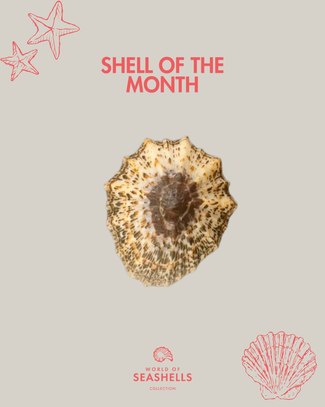 Shell of the Month: Cymbula granatina ๐
With its flattened cone shape and warm tones, Cymbula granatina echoes the elegance of a traditional Chinese hat seen from above.
This month, in honour of Chinese New Year, weโre highlighting this unique shell.
Wishing you a joyful Spring Festival! ๐ฎ
#ShellOfTheMonth #CymbulaGranatina #WorldOfSeashells #ChineseNewYear #SpringFestival #BelOmbre #MauritiusMuseums
