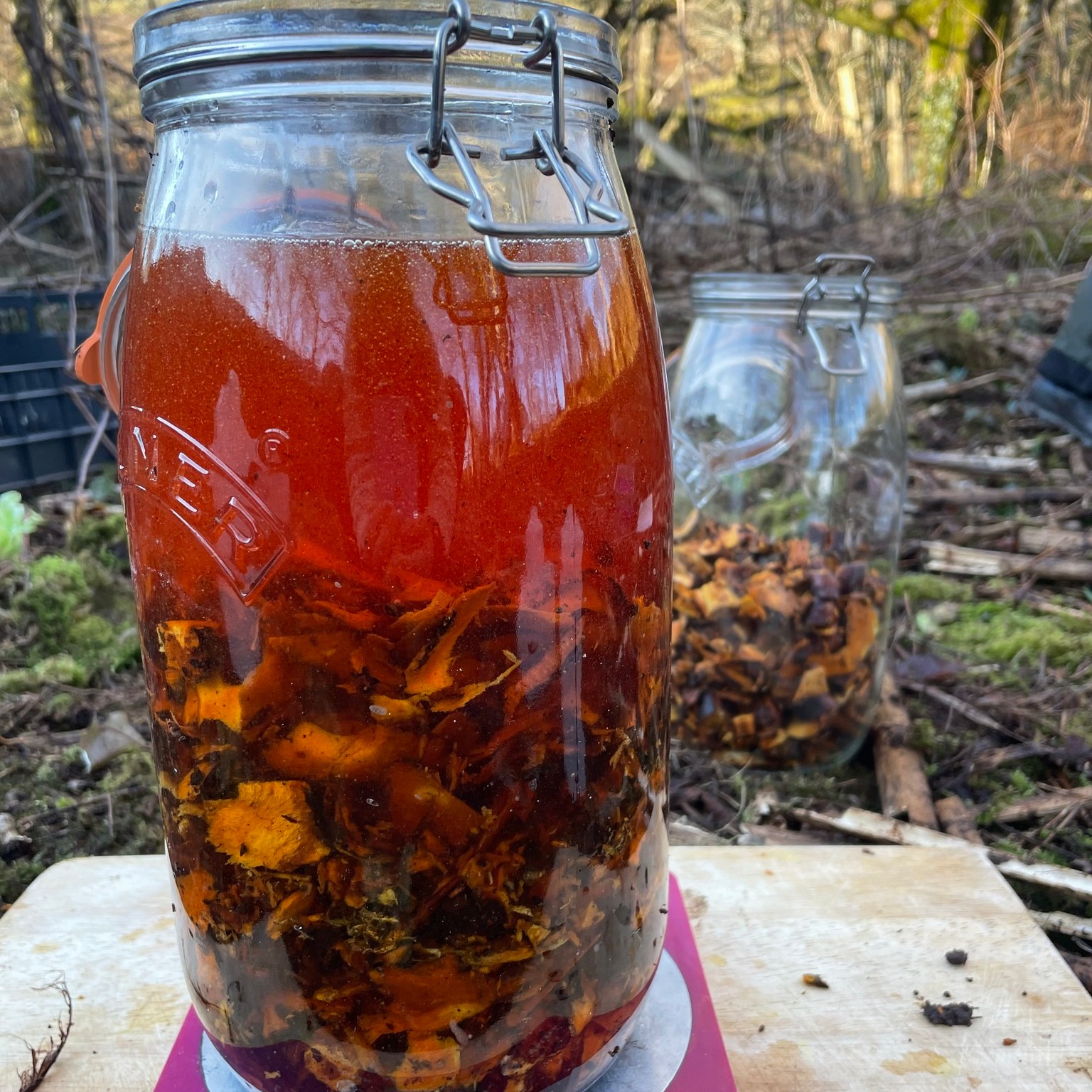 Japanese Knotweed 🌸
Fallopia japonica
Medicinal eradication! We have been digging and processing Japanese knotweed roots this week. Japanese knotweed is an edible, medicinal, invasive non-native perennial plant which is controlled by legislation in the UK. It is not illegal to have this plant in your garden, however its spread must be controlled. It is an offence to cause this plant to grow in the wild. Japanese knotweed’s controlled status renders it a challenge to harvest and prepare this herb for medicinal use. Many areas are chemically treated to reduce spread; therefore, I chose to harvest from locations where I know the landowners and am assured that there has not been herbicide treatment applied. When I plan to make Japanese knotweed tincture, I take all of my tincture making equipment to the site of the plant, and wash everything thoroughly after use, rather than bringing the live plant to my workshop. This avoids removal of the live plant from the area and reduces risk of spread into the wild.
Japanese knotweed is one of the key herbs that I use in clinic for supporting people with Lyme disease and associated infection. Research shows its action against Borrelia, Bartonella and Rickettsia in vitro. It is anti-inflammatory and stimulates the immune response. It protects the brain from inflammatory damage by inhibiting cytokine cascade. It has analgesic action in peripheral neuropathy, joint pain and rheumatoid arthritis. As it contains high levels of the well-researched polyphenol resveratrol it protects and restores connective tissue and provides endothelial protection. It is also thought to be antiviral and can be used to treat EBV.
I find the parallels fascinating. This tenacious, hard to eradicate, invasive plant is an effective ally in treating such a hard to eradicate infection such as Lyme. Nature works in metaphors.
.
.
.
.
.
. #medicalherbalist #herbalmedicinemaking #scotlandswildmedicine #invasivore #herbalmedicine