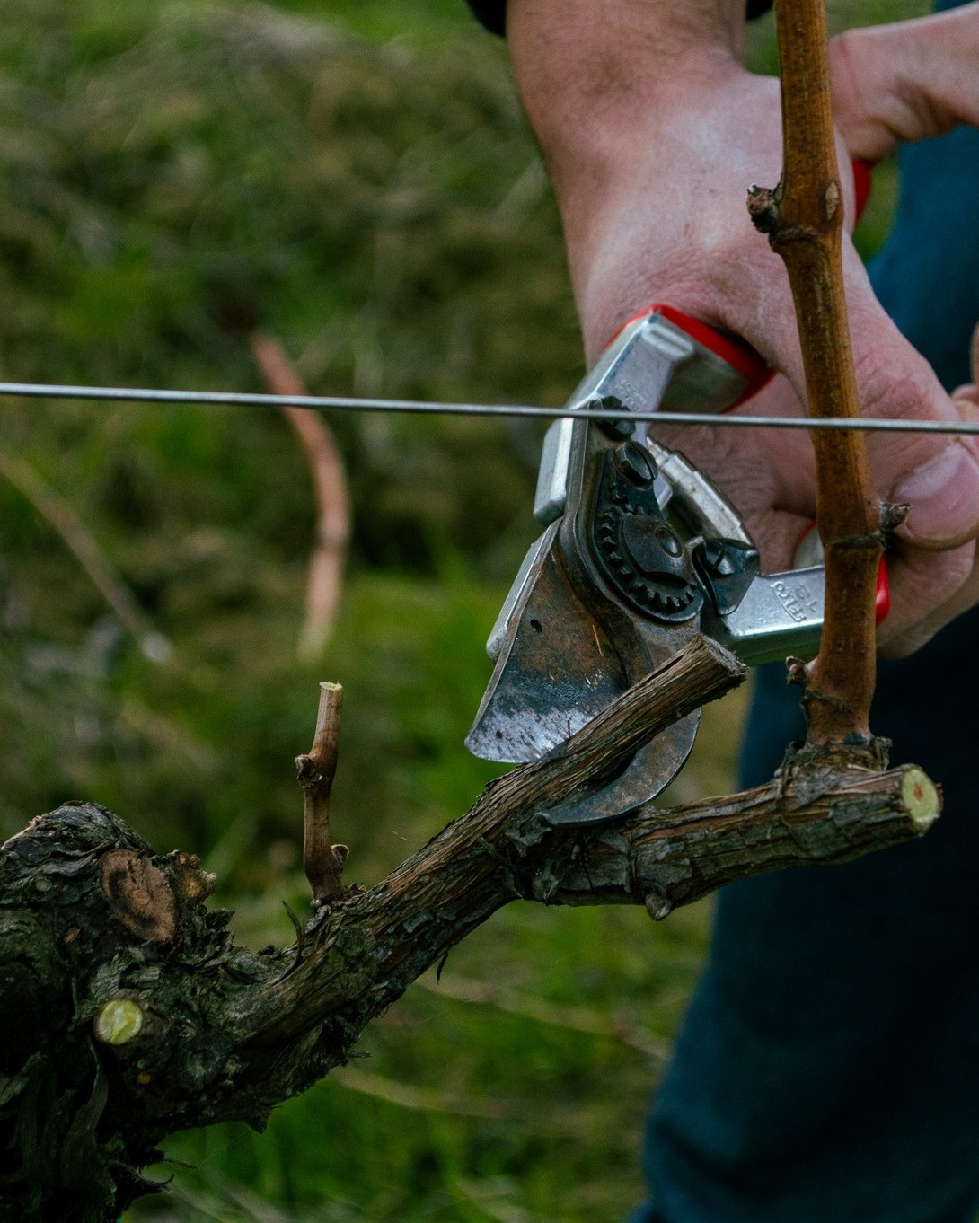 Si conclude oggi la potatura a secco 2026✂.
Dalle viti che custodiscono quasi quarant’anni di storia, fino ai filari più giovani, piantati appena un anno e mezzo fa.
Ora tutte sono pronte a raccogliere energia, silenzio e luce, per dedicarsi alla promessa del prossimo raccolto 🍇.
Restate sintonizzati: l’annata che verrà è già scritta nel respiro della vigna.
Today marks the completion of the 2026 dry pruning ✂.
From vines carrying nearly forty years of history to the youngest rows, planted just a year and a half ago.
Now they are all ready to gather strength, silence, and light, focusing on the promise of the next harvest 🍇.
Stay tuned — the vintage to come is already written in the breath of the vineyard.
#verdicchiodimatelica #borgopaglianetto #vinoitaliano #organic #madeinitaly #matelica #winelovers