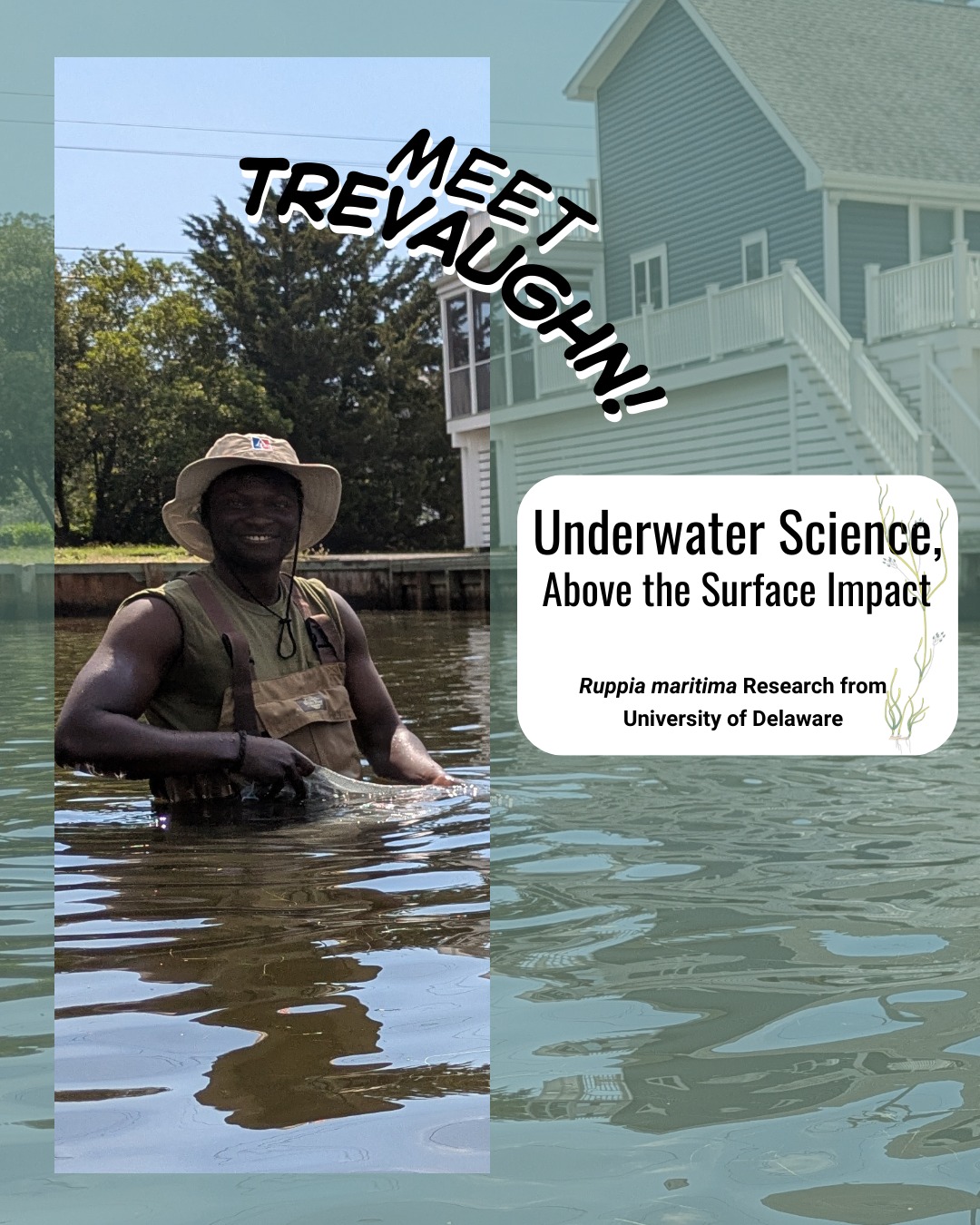 🌿 Feature Friday: Diving into Delaware’s Only Brackish SAV Bed
Meet TreVaughn, a PhD candidate at the University of Delaware studying Ruppia maritima, also known as widgeon grass, the only true brackish SAV species in Delaware with abundant beds.
You’ve likely seen it in our inland bays with thread-like leaves, branching stems, and those distinctive coiled flowering stalks in summer.
But his research goes deeper than what we can see! As a doctoral student in Jennifer Biddle’s lab, he studies the microscopic organisms living on SAV — the important underwater grasses that support fish, crabs, waterfowl, and water quality here in Delaware.
His work includes:
• Studying how microbes generate energy underwater
• Conducting a statewide census of Delaware’s submerged aquatic vegetation
• Running lab experiments to test how SAV microbiomes respond to physical stress — like boat activity, heat, and plant damage
When SAV dries out during low tide or gets torn up by propellers and storms, it doesn’t just affect the plant. It also changes the tiny microbial community living on its surface.
These microbes aren’t just passengers — they influence plant health, stress response, and overall ecosystem resilience.
TreVaughn is working to understand whether those microbial shifts help SAV recover… or make it more vulnerable.
Why does that matter?
Because disturbance is increasing. And if we want to protect or restore SAV, we need to understand not just the plant — but the biological partnerships that support it.
Delaware may not have expansive eelgrass meadows like our neighbors, but our brackish systems are dynamic, resilient, and scientifically important.
Proud to see this kind of science happening right here in our backyard!
#DelawareSAV #RuppiaMaritima #UnderwaterGrasses #MarineScience #UniversityOfDelaware #LewesDE