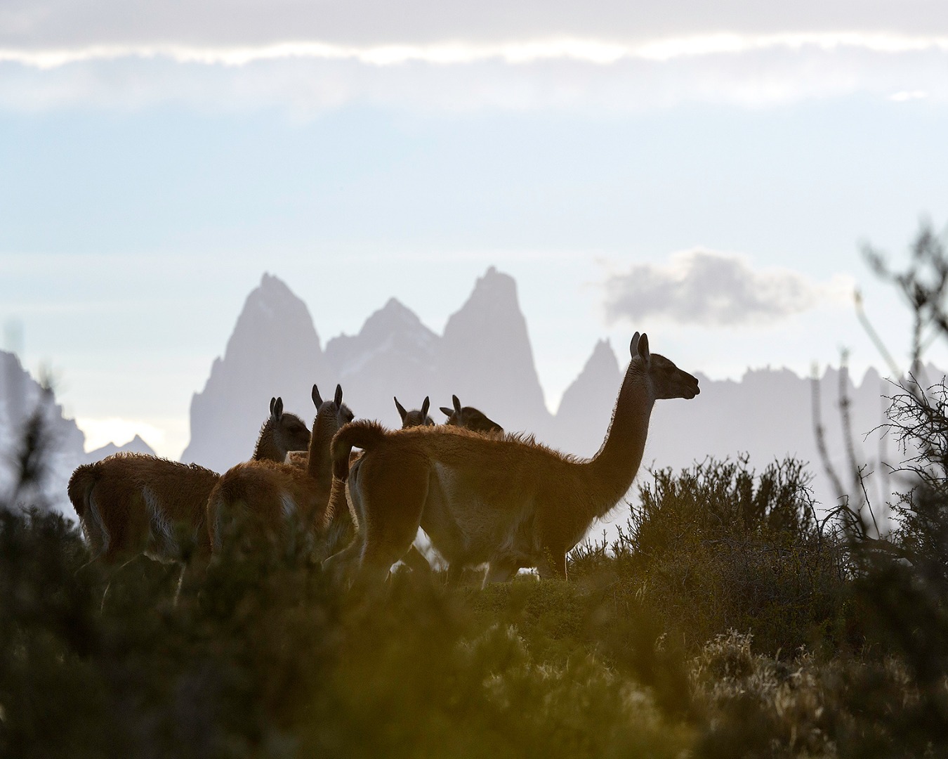 Cerro Guido es patrimonio natural vivo de la Patagonia 🌿
Sus estepas, montañas y ríos sostienen una biodiversidad única, donde especies emblemáticas como el puma, el guanaco y el cóndor andino cumplen un rol esencial en el equilibrio del ecosistema.
Este territorio no solo guarda vida presente: también resguarda historia. Los hallazgos paleontológicos nos conectan con millones de años de evolución y nos recuerdan la profundidad del paisaje que habitamos ⛰️
En un entorno de clima extremo y resiliente, naturaleza y actividades humanas han coexistido por siglos.
Desde Fundación Cerro Guido Conservación trabajamos para preservar este patrimonio a través de la ciencia, el monitoreo y acciones concretas en terreno.
Protegerlo es proyectarlo hacia el futuro 🙌🏼
-
Cerro Guido is living natural heritage in Patagonia 🌿
Its steppes, mountains, and rivers sustain unique biodiversity, where emblematic species such as the puma, guanaco, and Andean condor play essential roles in maintaining ecological balance.
This territory not only holds present-day life — it also preserves deep history. Paleontological discoveries connect us to millions of years of evolution ⛰️
In a resilient landscape shaped by extreme winds and temperature shifts, wildlife and human activities have coexisted for centuries.
At Fundación Cerro Guido Conservación, we work to protect this heritage through science, monitoring, and concrete action on the ground.
Protecting it means safeguarding the future 🙌🏼
📸: @piavergarafotografia
#PatrimonioNatural #Patagonia #Biodiversidad #Conservación #CerroGuido