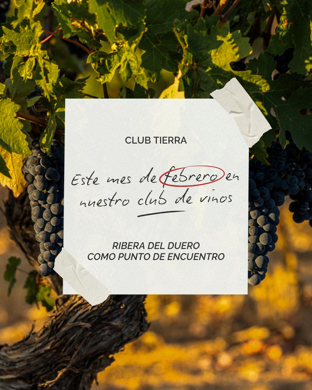 En esta nueva entrega de nuestro Club de Vinos, viajamos a la Ribera del Duero para descubrir dos proyectos que representan la autenticidad y el respeto por el viñedo: Dominio de Greda y Bodegas y Viñedos Nuntium.
Dominio de Greda, nacido en 2023, es mucho más que una bodega: es un proyecto de personas comprometidas con la viña vieja y con quienes la trabajan. De la mano de los enólogos Patricia Benítez y Rodrigo Pons, junto a los viticultores locales Daniel Maestre y Julio Martín, defienden un patrimonio único: cepas centenarias cultivadas manualmente, con bajos rendimientos y una identidad irrepetible.
Su filosofía es clara: los grandes vinos nacen en el viñedo, en la historia de la tierra y en la dignidad del viticultor.
Por su parte, Bodegas y Viñedos Nuntium, fundada en 2015, comparte esa misma visión: vinos elegantes, con personalidad, elaborados de forma artesanal y fieles a la esencia de la Ribera.
Dos bodegas, una misma convicción.
🍷 Si quieres recibir selecciones como esta en casa, únete a nuestro Club de Vinos.