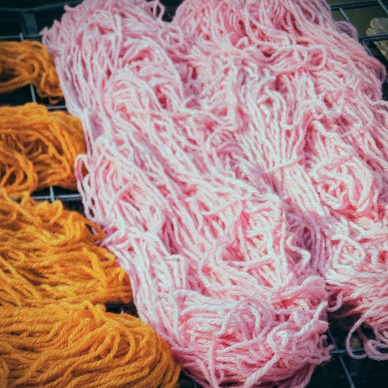 With the @eastangliayarnfestival coming up in just over a month, I'm busy dyeing yarns from local flocks in the Waveney valley. The onion and coreopsis dyes have come out rather similar. I'll be interested to see how they dye a second time and when I add iron/copper modifiers to get greens. The pink was the exhaust of a previous cochineal dye pot and still quite a strong colour.
#naturaldyeing #BritishWool