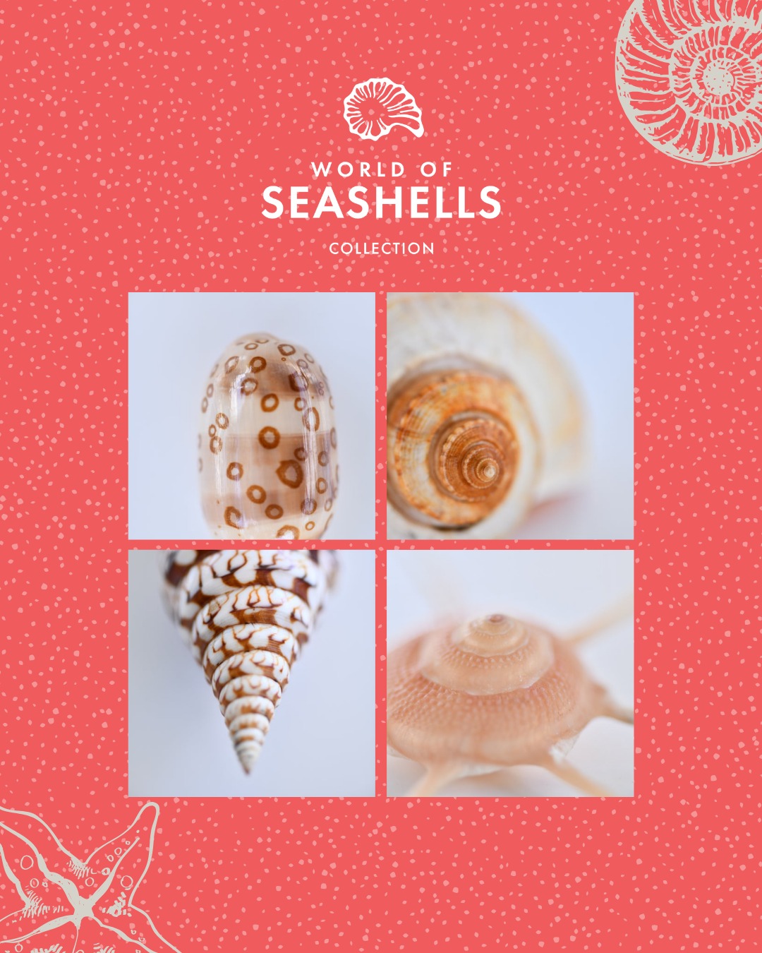 Le saviez-vous ? ð€
à Maurice, lâextraction du sable corallien est interdite depuis 2001!
Le sable coquillier, composé de fragments de coquillages, dâoursins et dâautres éléments marins, est un écosystÚme fragile qui se renouvelle trÚs lentement. Respecter les coquillages et leur habitat, câest protéger la vie sous-marine.
Venez nous rendre visite au World of Seashells pour en découvrir davantage.
Réservations: reservations@worldofseashells.mu
ð: 623 7984
#WorldOfSeashells #ProtégerNosOcéans #BelOmbre #ProtectionDesOcéans