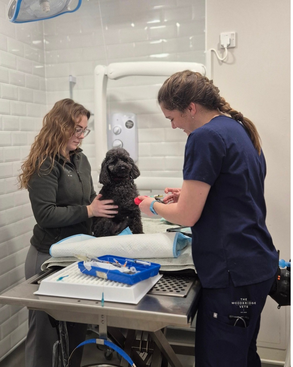 Say hello to sweet Dougal, an 11-year-old poodle who recently came to see our vet Emma for dental treatment! 🦷
Under the care of Emma and Bryony, our RVN, Dougal recently had some dental extractions and dental scale and polish to keep his mouth healthy and comfortable. We’re happy to report he’s recovering beautifully - his extraction sites are healing well, and he’s as happy as ever!
February was Dental Health Month, and Dougal’s story is a great reminder of how important oral care is for our furry friends. Regular dental checks, cleanings, and proper home care can prevent discomfort, infection, and long-term problems, especially as dogs get older 🐾
#thewoodbridgevets #veterinarypractice #independentpractice #suffolk #suffolkvet #dentaltreatment #veterinarymedicine #oralhealthcarefordogs #dogsteeth #dentaltreatmentfordogs #dentalcarefordogs #dogs #poodle